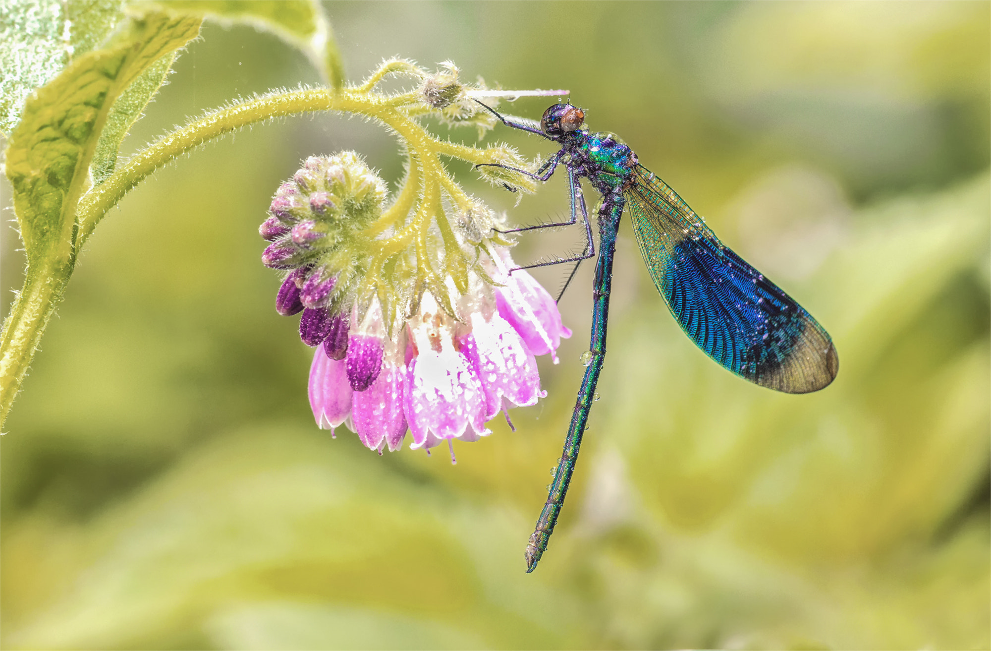 Canon EF 180mm F3.5L Macro USM sample photo. Prachtlibelle photography