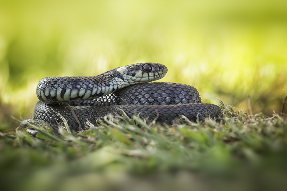 Canon EF 180mm F3.5L Macro USM sample photo. Ringelnatter photography