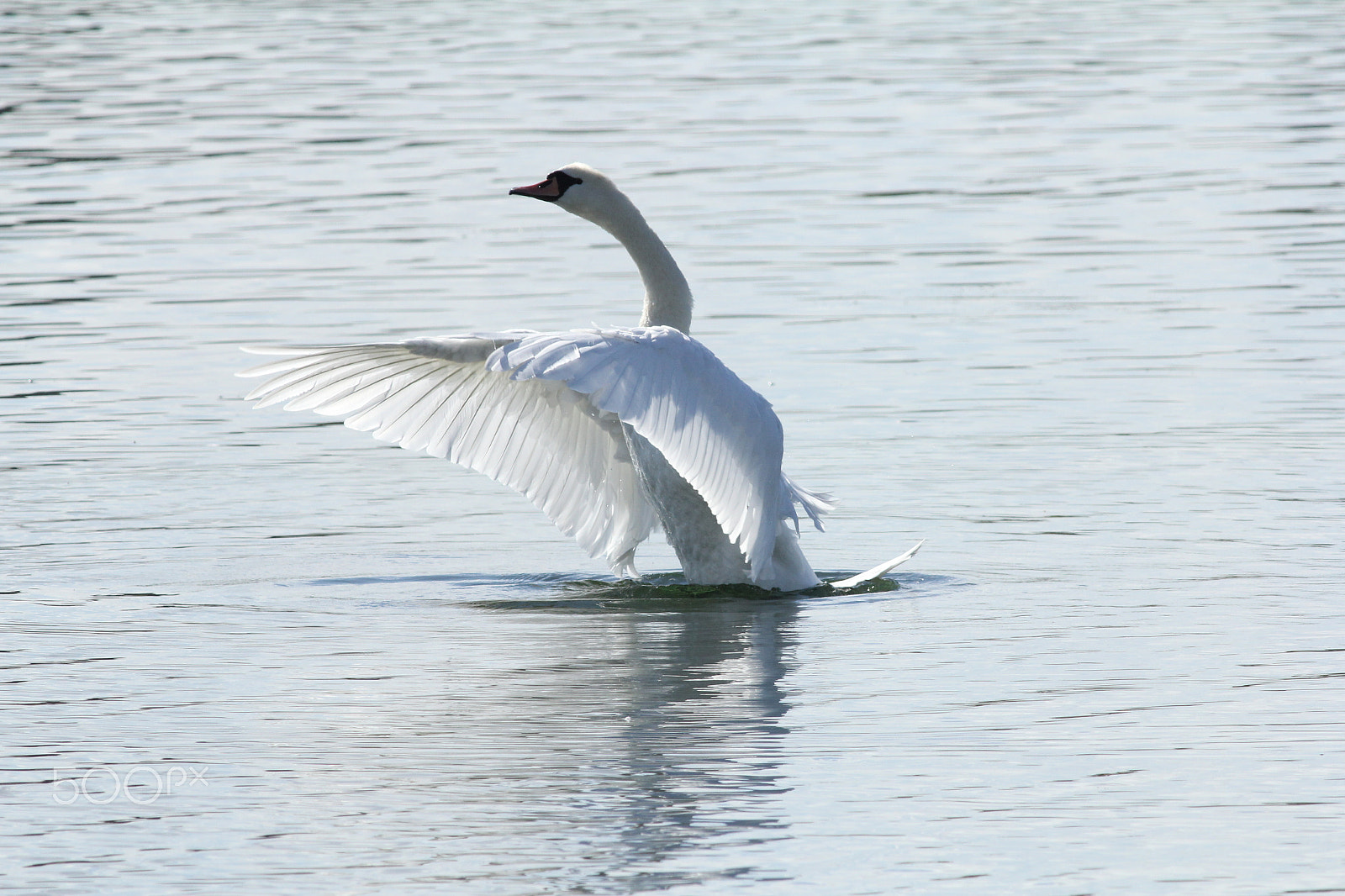 Canon EOS 60D + Canon EF 400mm F5.6L USM sample photo. Mute swan stretching photography