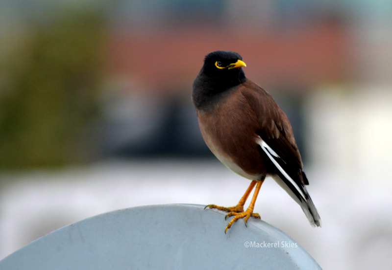 Samyang 35mm F1.4 AS UMC sample photo. Small photography