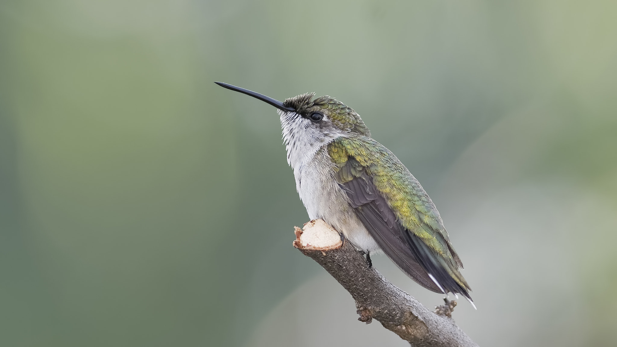 Nikkor 45mm f/2.8 P sample photo. Flexing face feathers photography