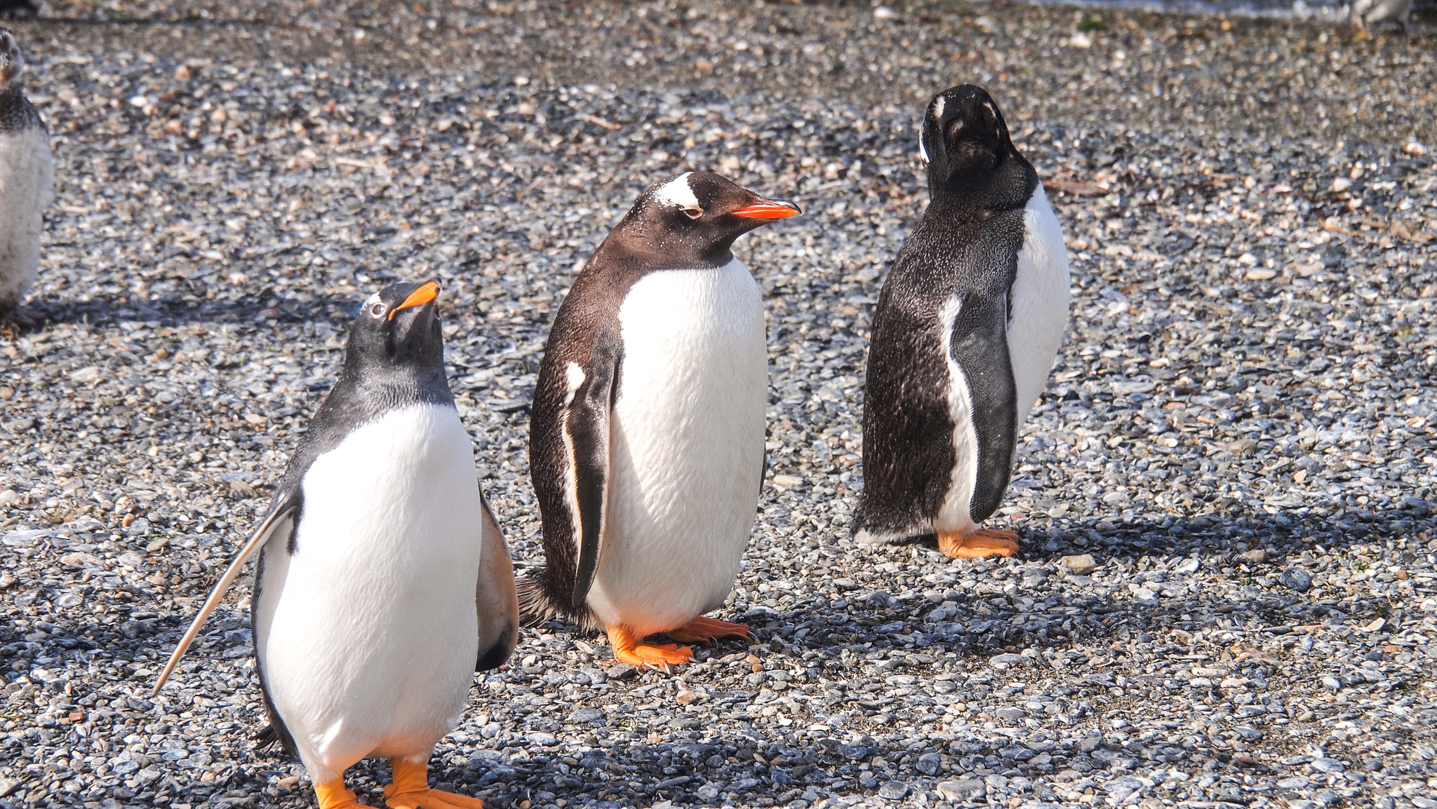 Olympus PEN E-P1 sample photo. Three little friends photography