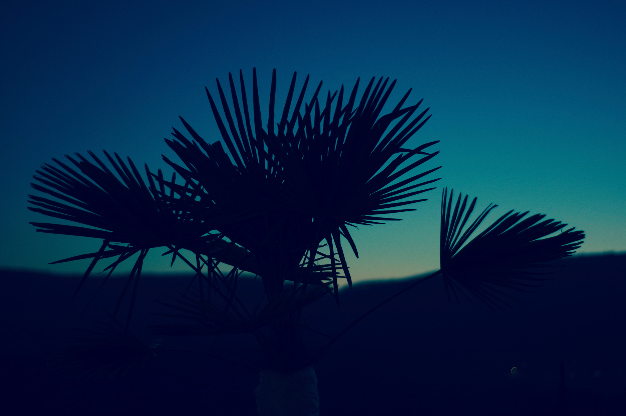 Pentax K-3 II + Pentax smc DA 50mm F1.8 sample photo. Palm tree in winter photography