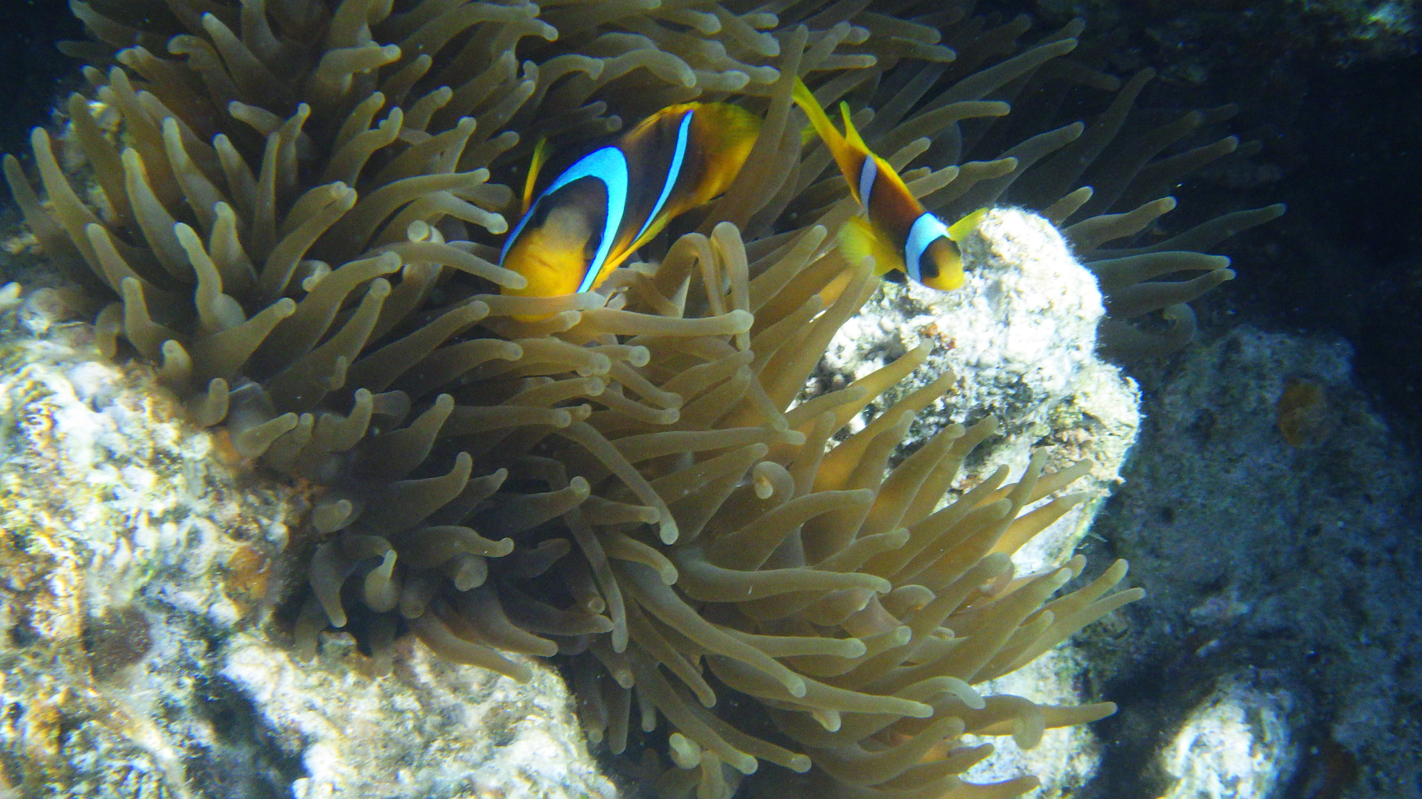 Ricoh WG-30 sample photo. The real nemo! photography