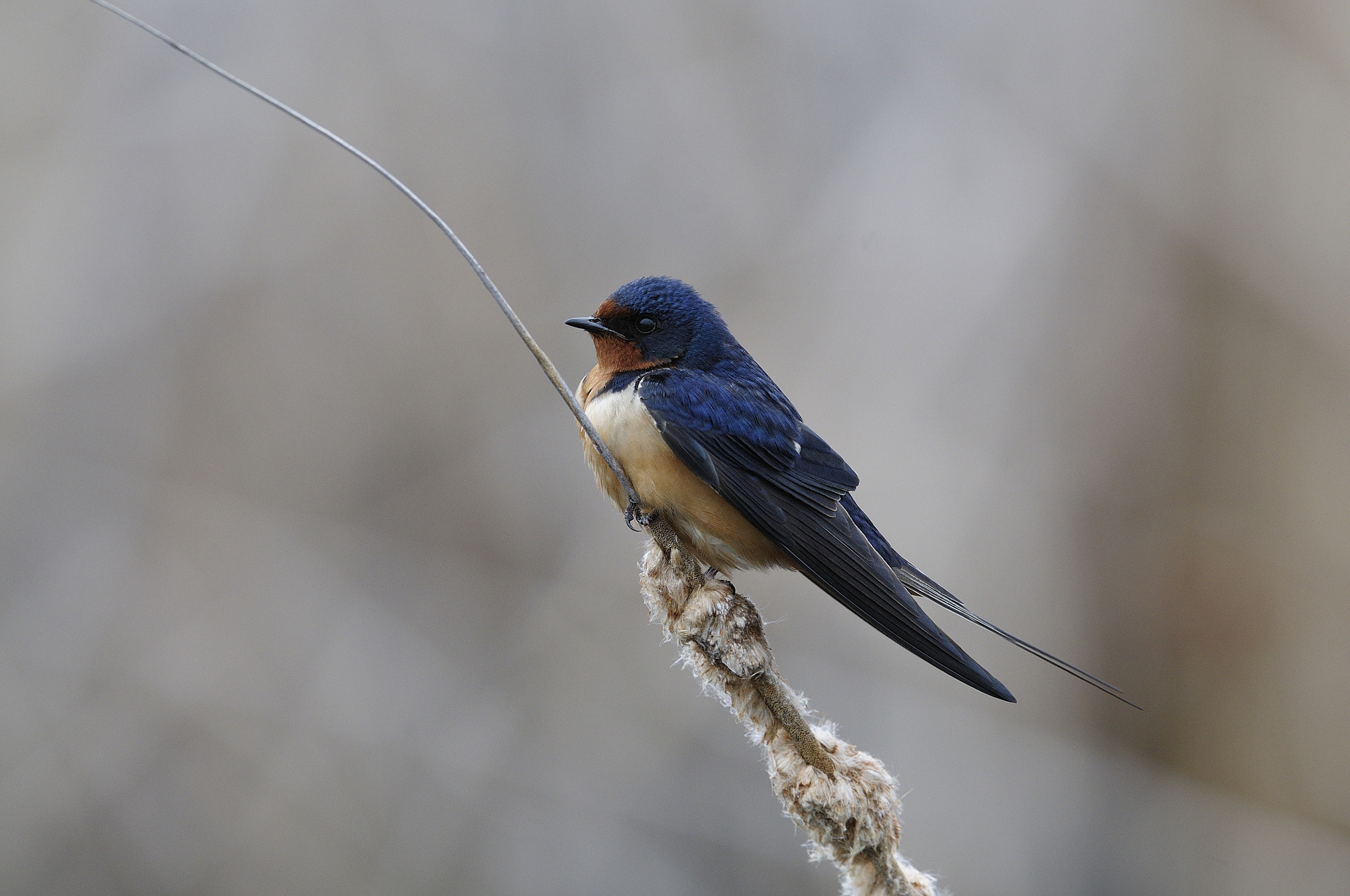 Nikon D300S + Nikon AF-S Nikkor 500mm F4G ED VR sample photo. Hirondelle rustique, hirundo rustica, barn swallow photography