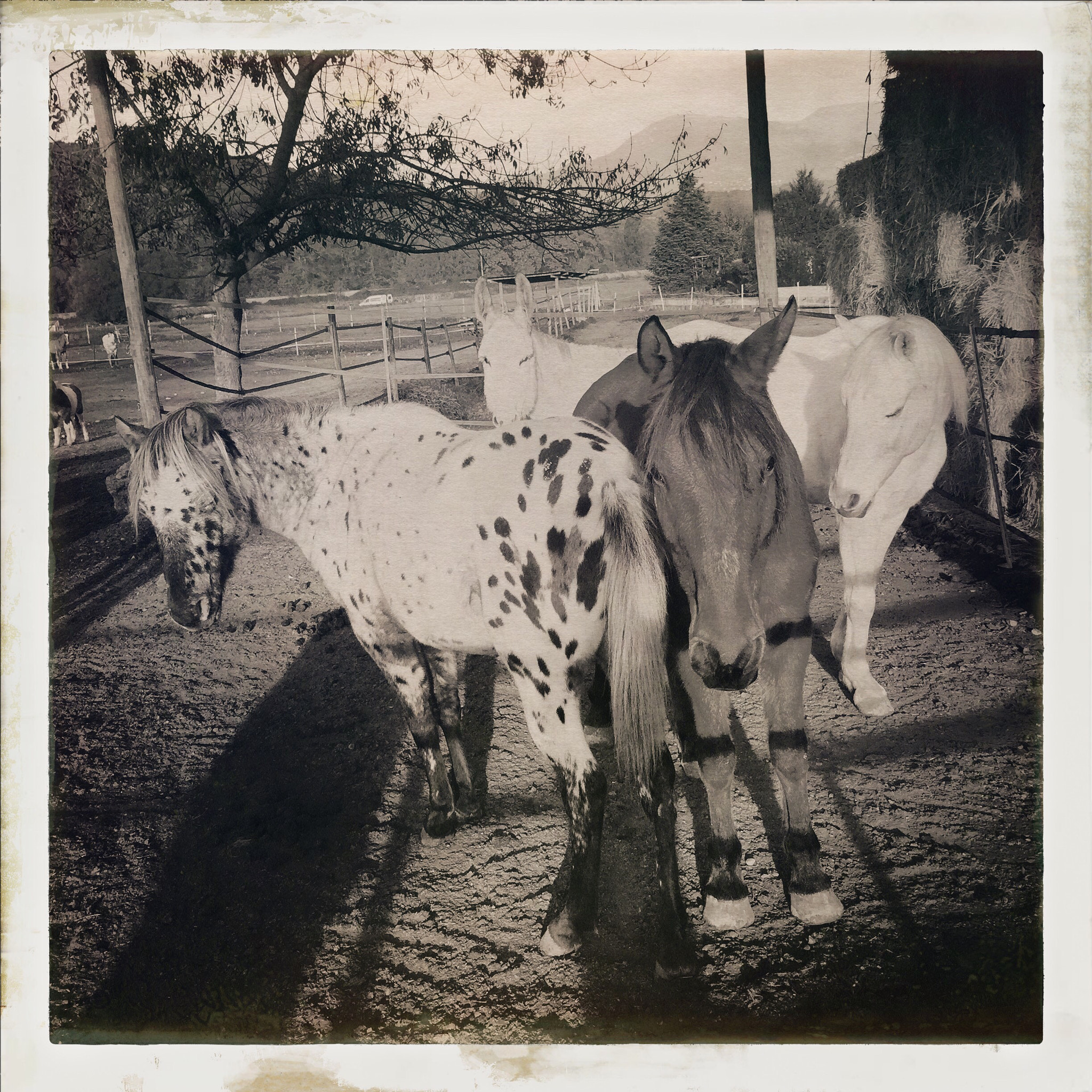 Hipstamatic 303 sample photo