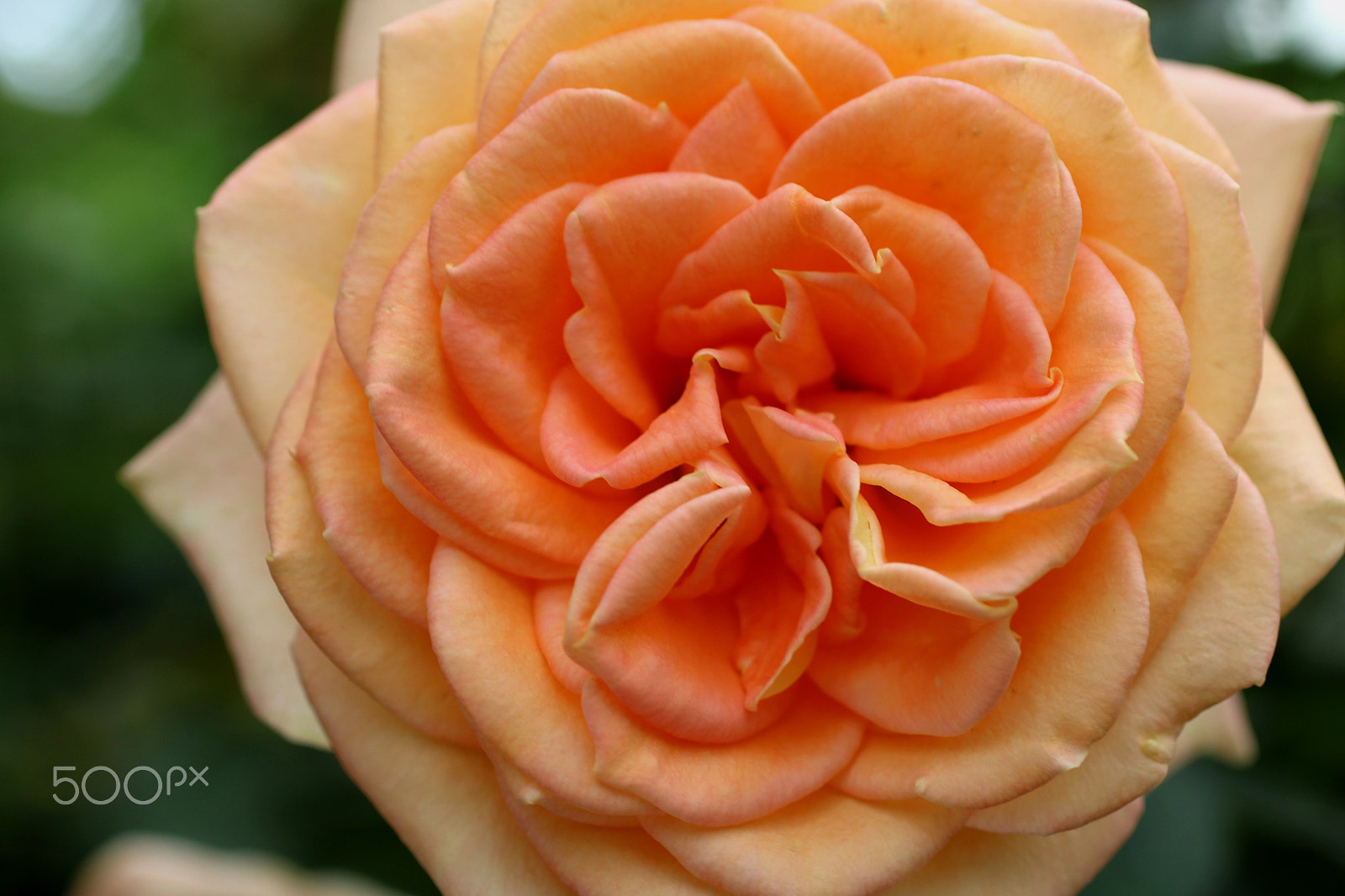 Canon EF 50mm F2.5 Macro sample photo. Rose 6178 photography