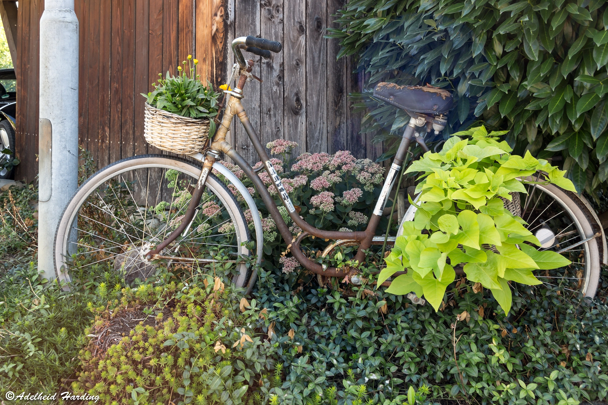 Canon EF-S 18-55mm F3.5-5.6 sample photo. Overgrown bicycle photography