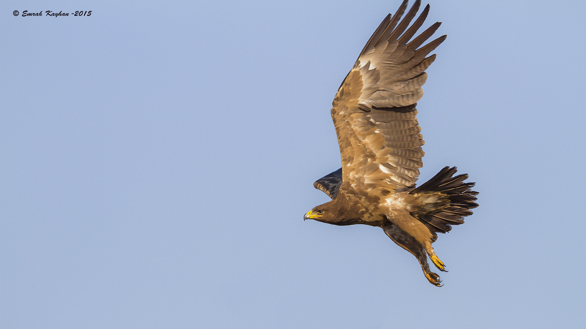 Canon EF 600mm F4L IS II USM sample photo. Lesser spotted eagle photography