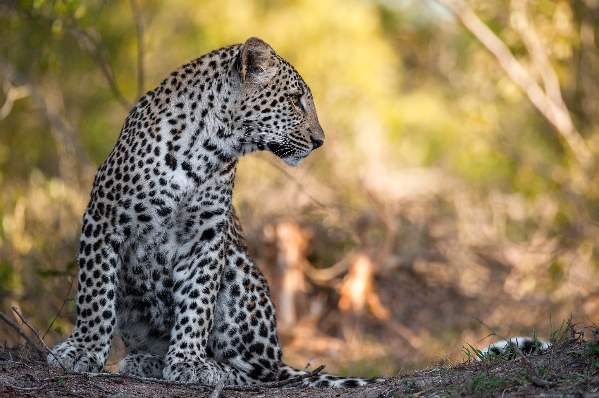 Sigma 150-600mm F5-6.3 DG OS HSM | S sample photo. Sunrise leopard photography