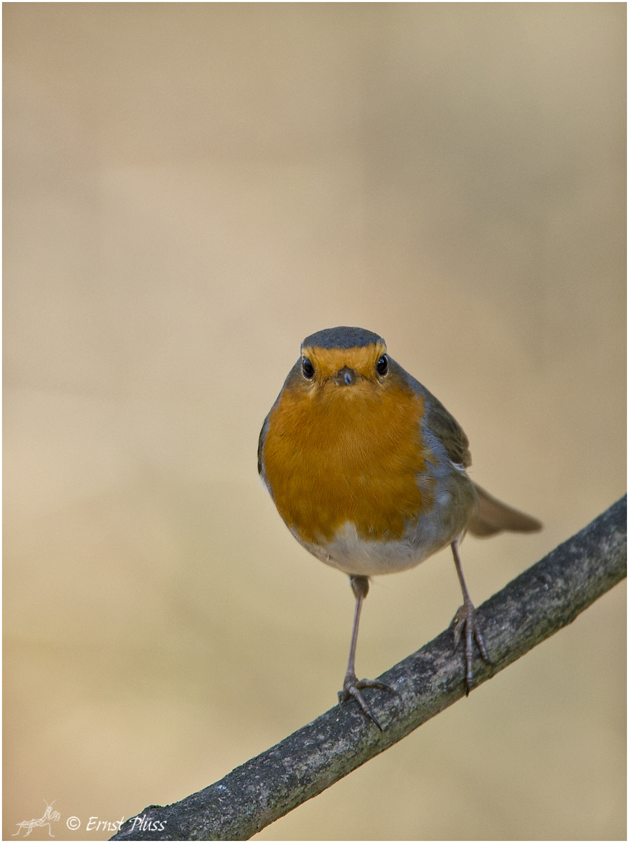 Nikon D4 sample photo. European robin photography