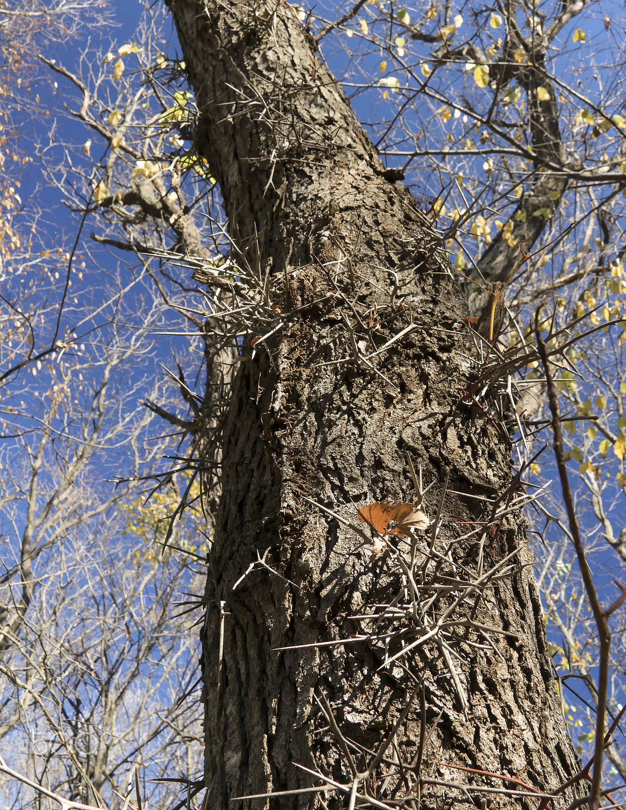 Canon EOS 760D (EOS Rebel T6s / EOS 8000D) sample photo. Every honey locust has its thorns photography