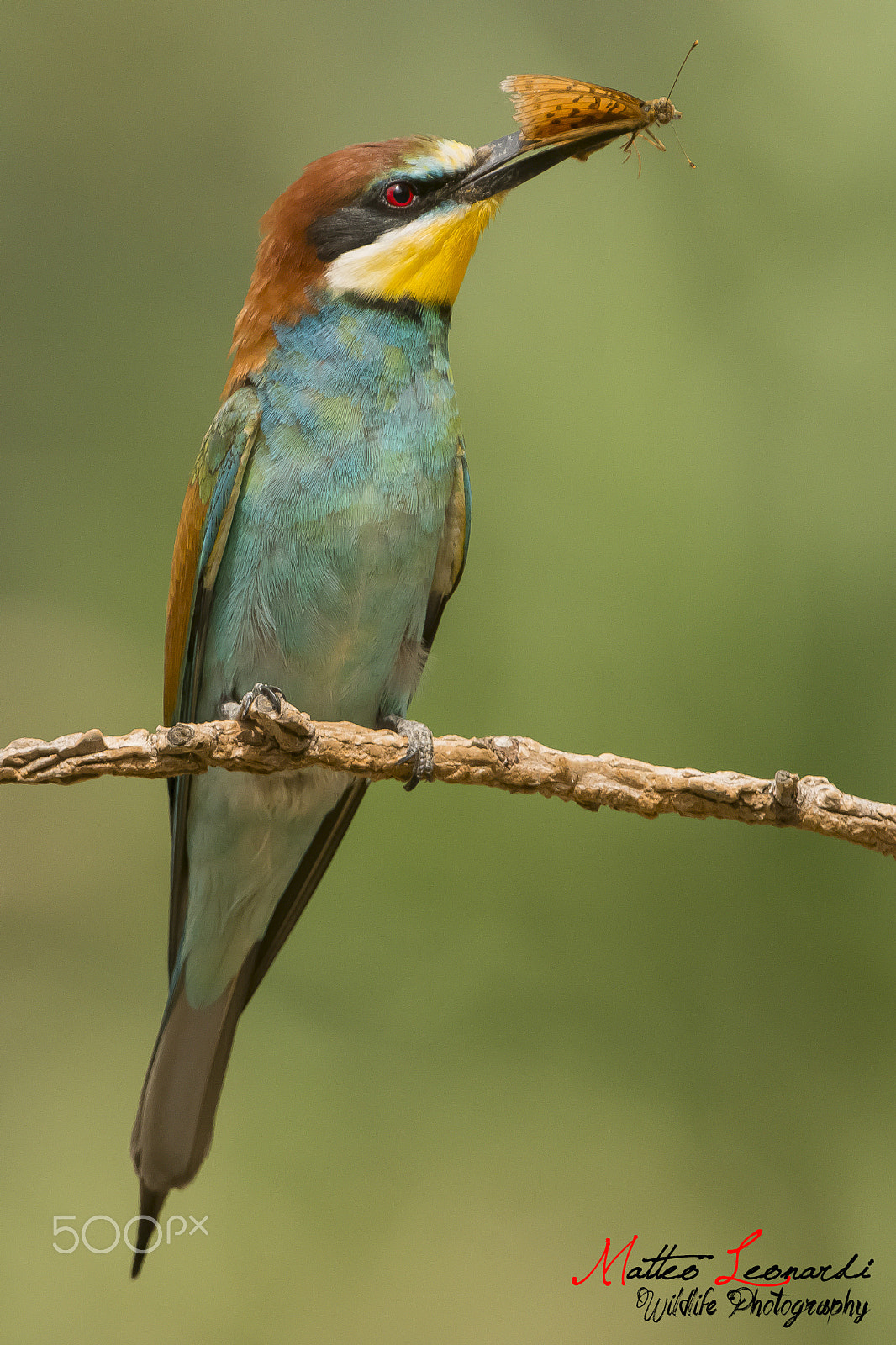 Nikon D800E + Nikon AF-S Nikkor 500mm F4G ED VR sample photo. European bee-eater - gruccione photography