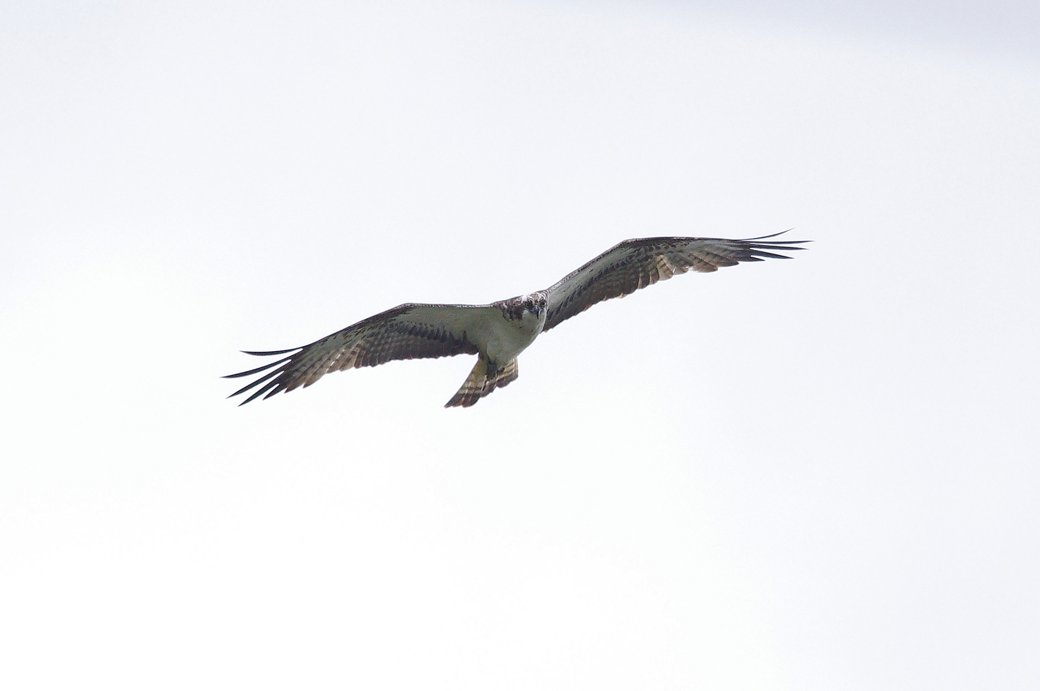 Pentax K-x sample photo. Osprey photography
