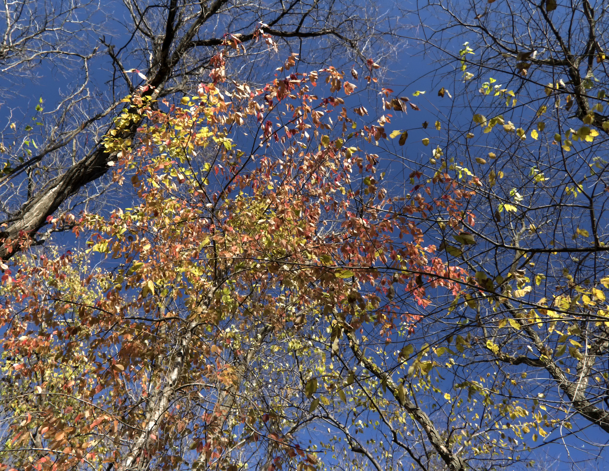 Canon EOS 760D (EOS Rebel T6s / EOS 8000D) sample photo. Colors of a fading canopy photography