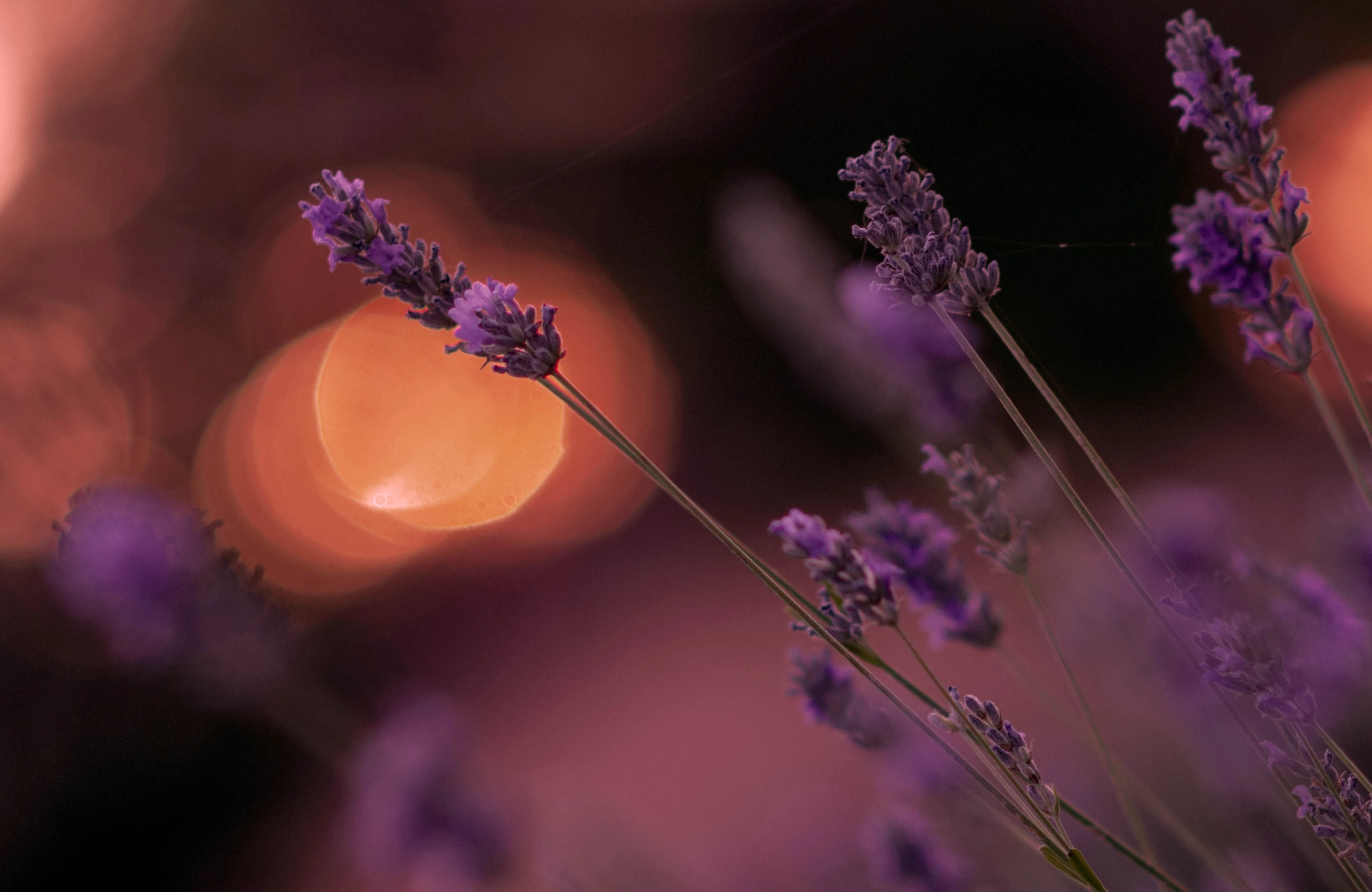 AF DC-Nikkor 135mm f/2D sample photo. Entre luces photography