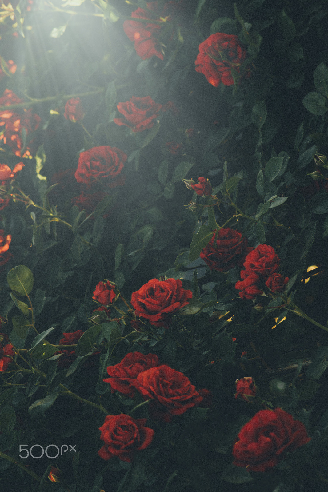 Canon EF 55-200mm F4.5-5.6 II USM sample photo. Roses in light photography