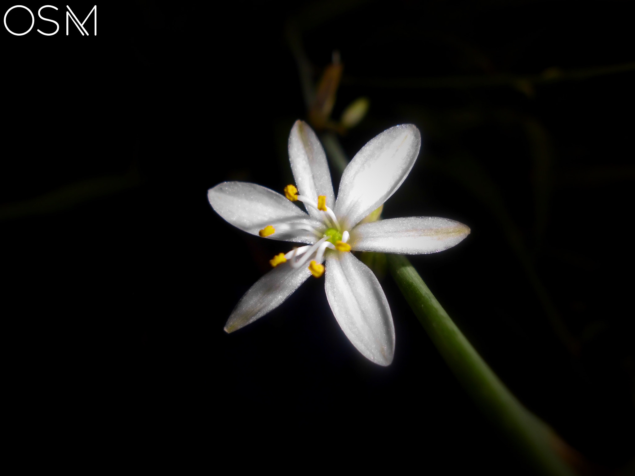 CASIO QV-R100 sample photo. زهرة photography