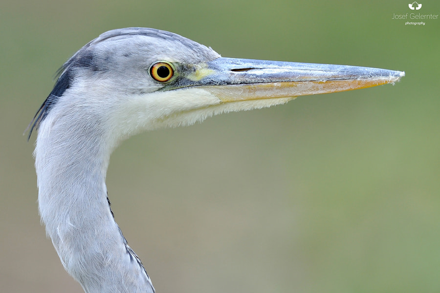 Nikon D3S + Sigma 24-60mm F2.8 EX DG sample photo. Grey heron portrait photography