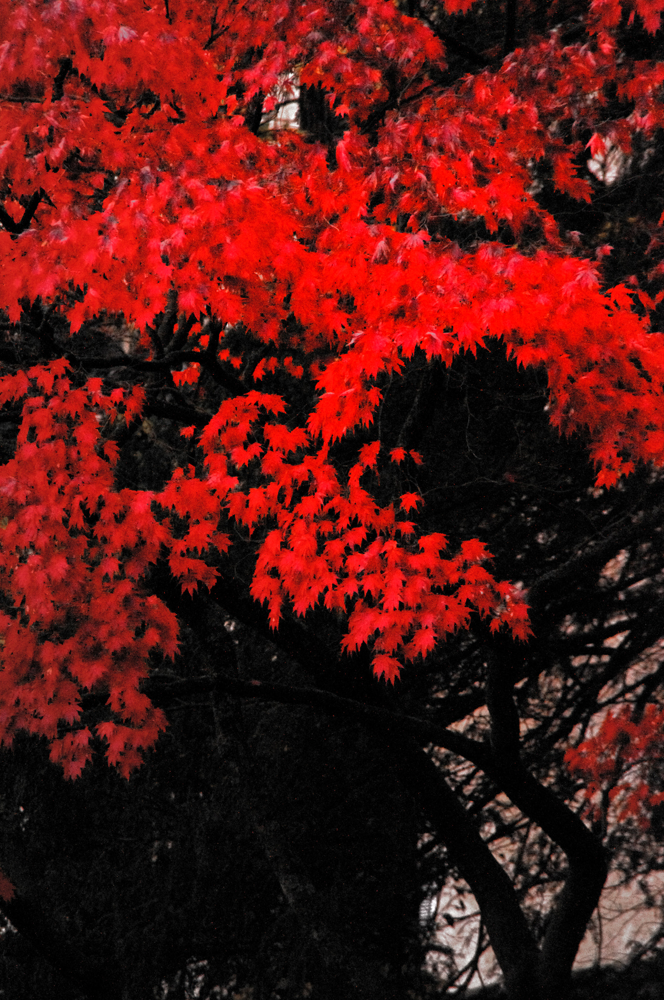 Tamron AF 18-200mm F3.5-6.3 XR Di II LD Aspherical (IF) Macro sample photo. Tree of blood photography