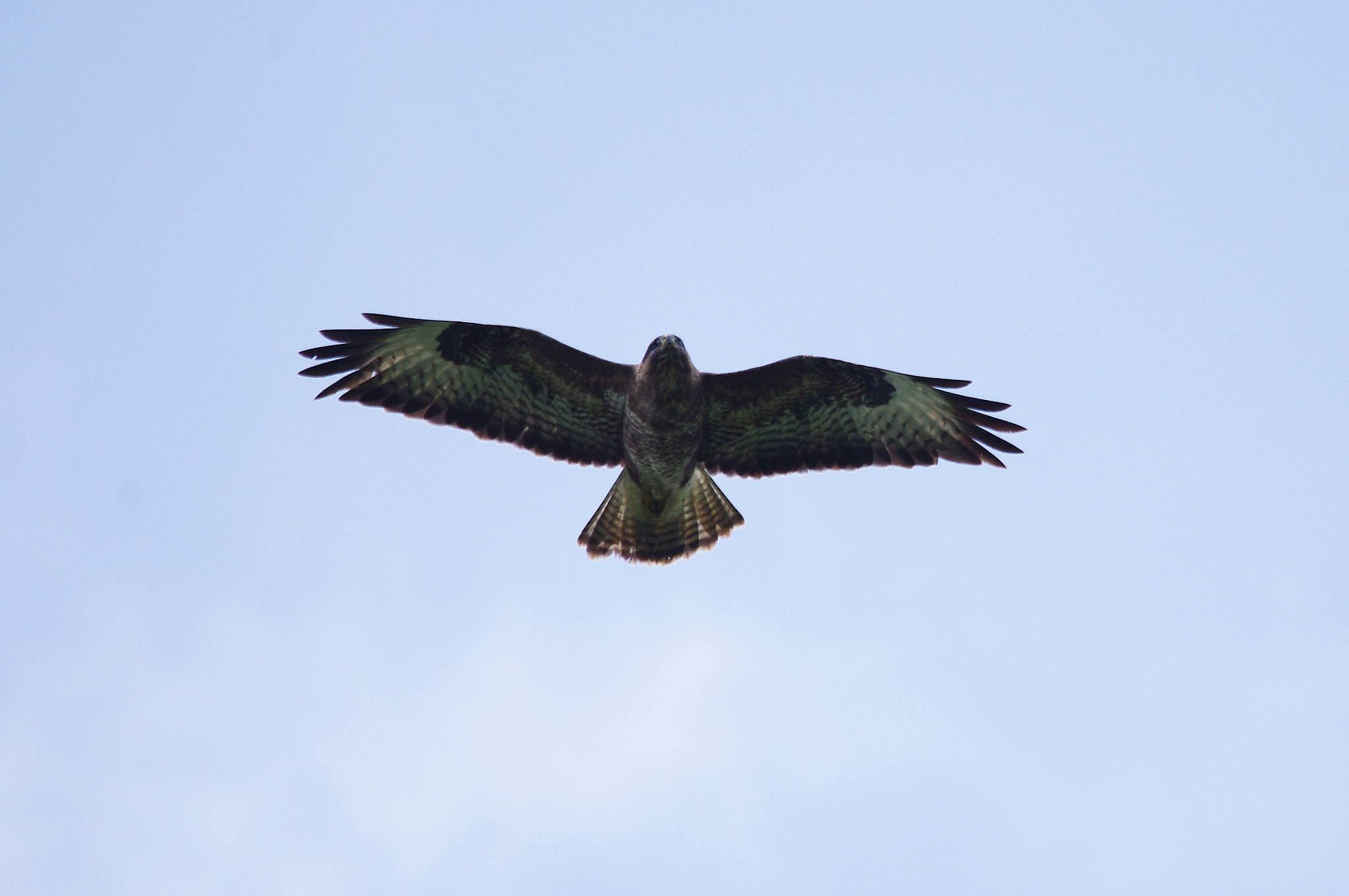 Pentax K-x + Sigma 150-500mm F5-6.3 DG OS HSM sample photo. Buzzard photography