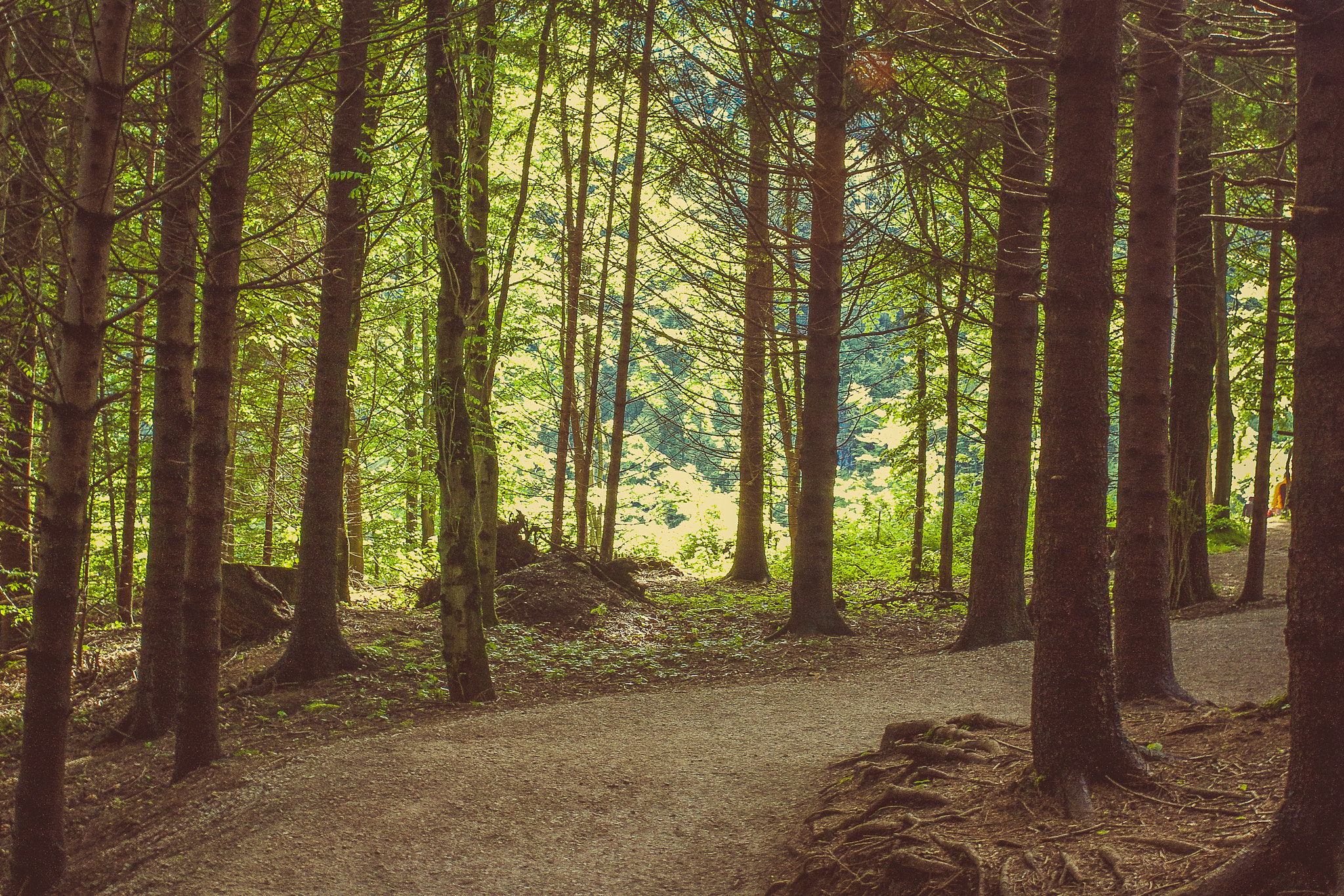 Canon EF 28-80mm f/3.5-5.6 sample photo. Waldweg photography
