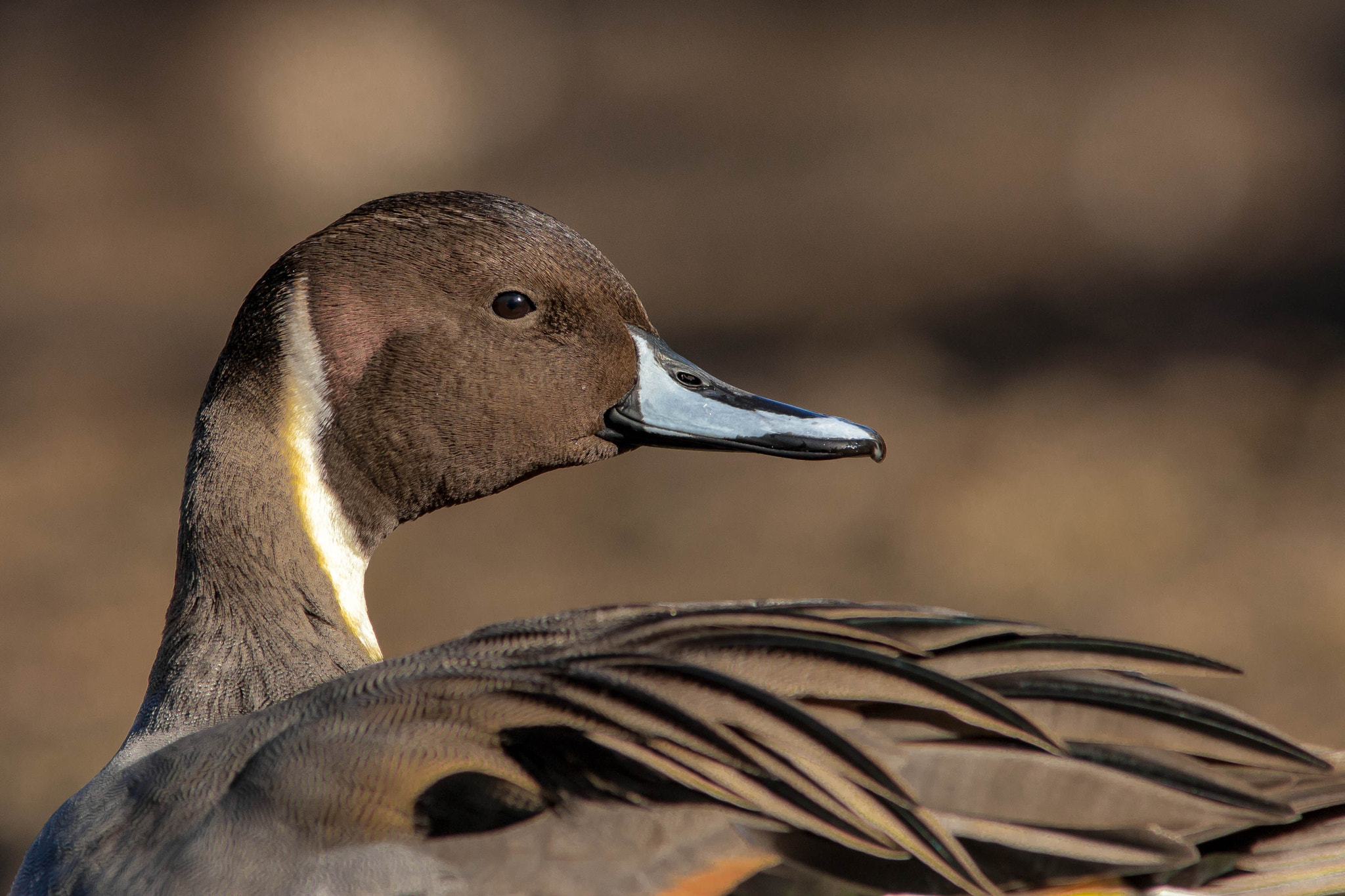 Canon EF 300mm F4L IS USM sample photo. Northern pintail photography