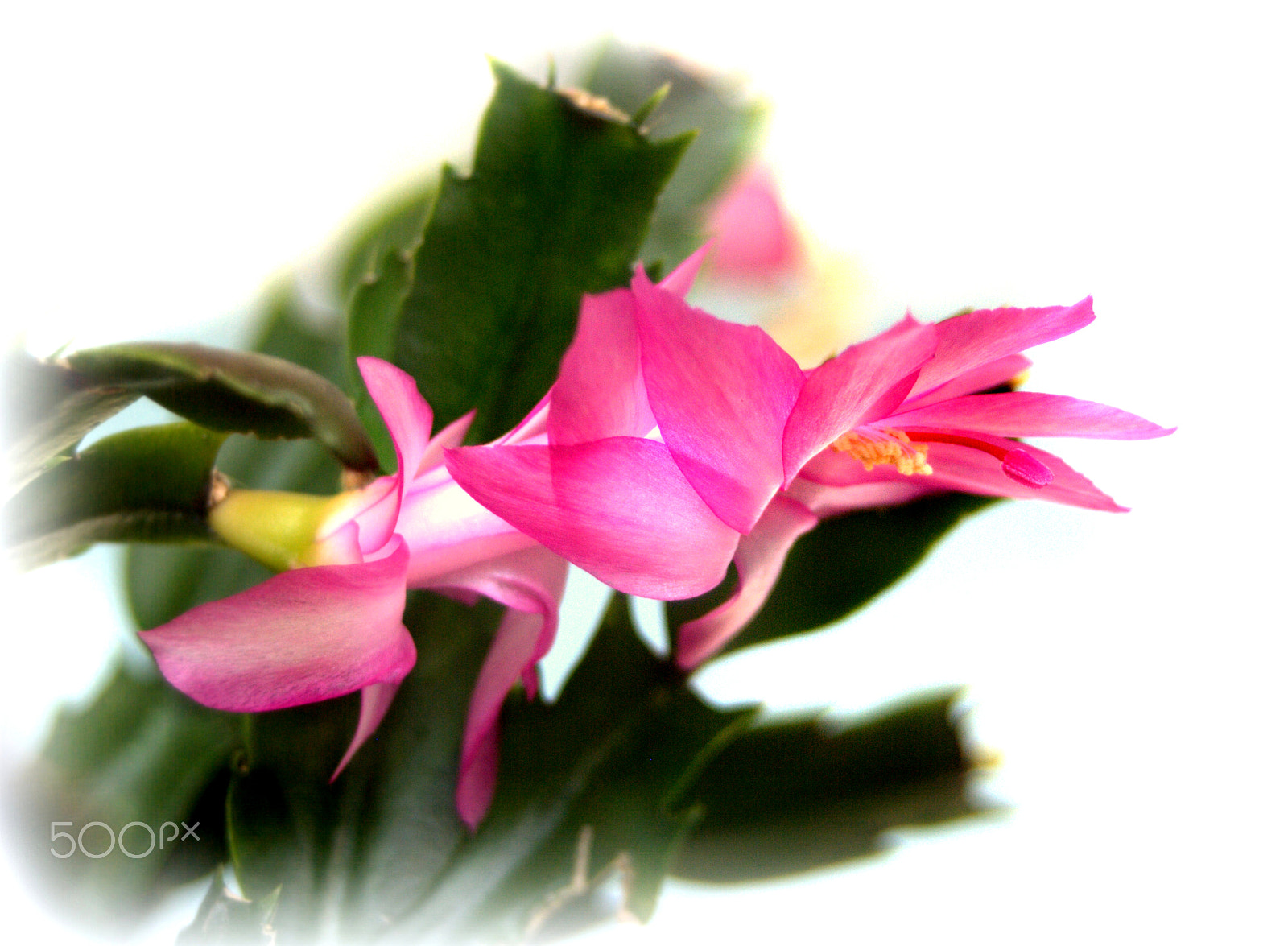 Sigma 28-90mm F3.5-5.6 Macro sample photo. Christmas cactus flower photography