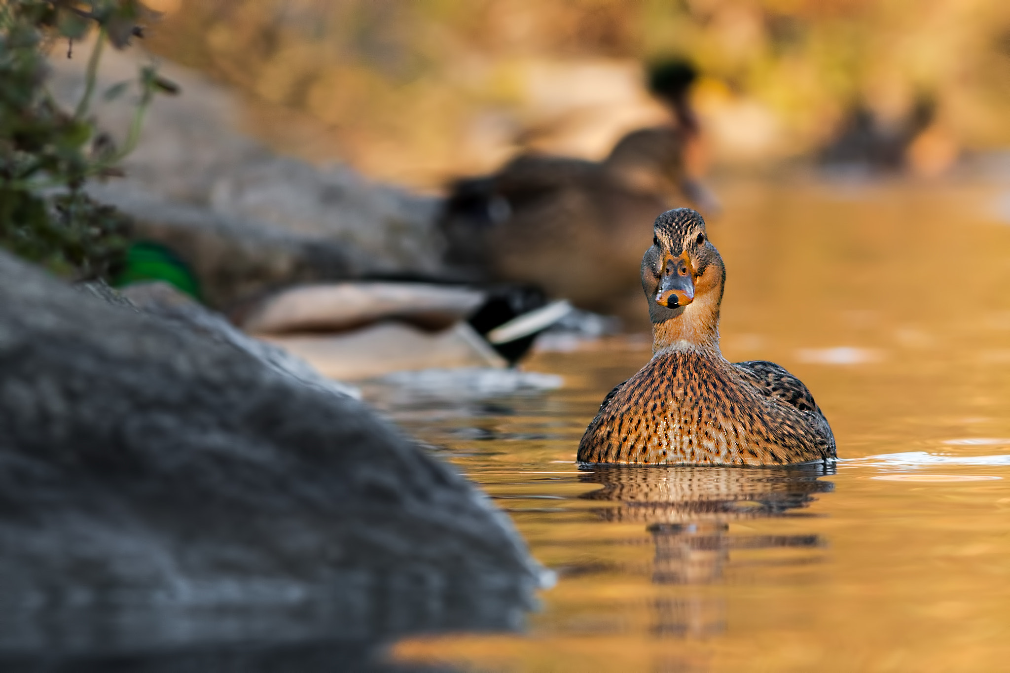 Canon EF 300mm F4L IS USM sample photo. Mallard dipped in gold photography