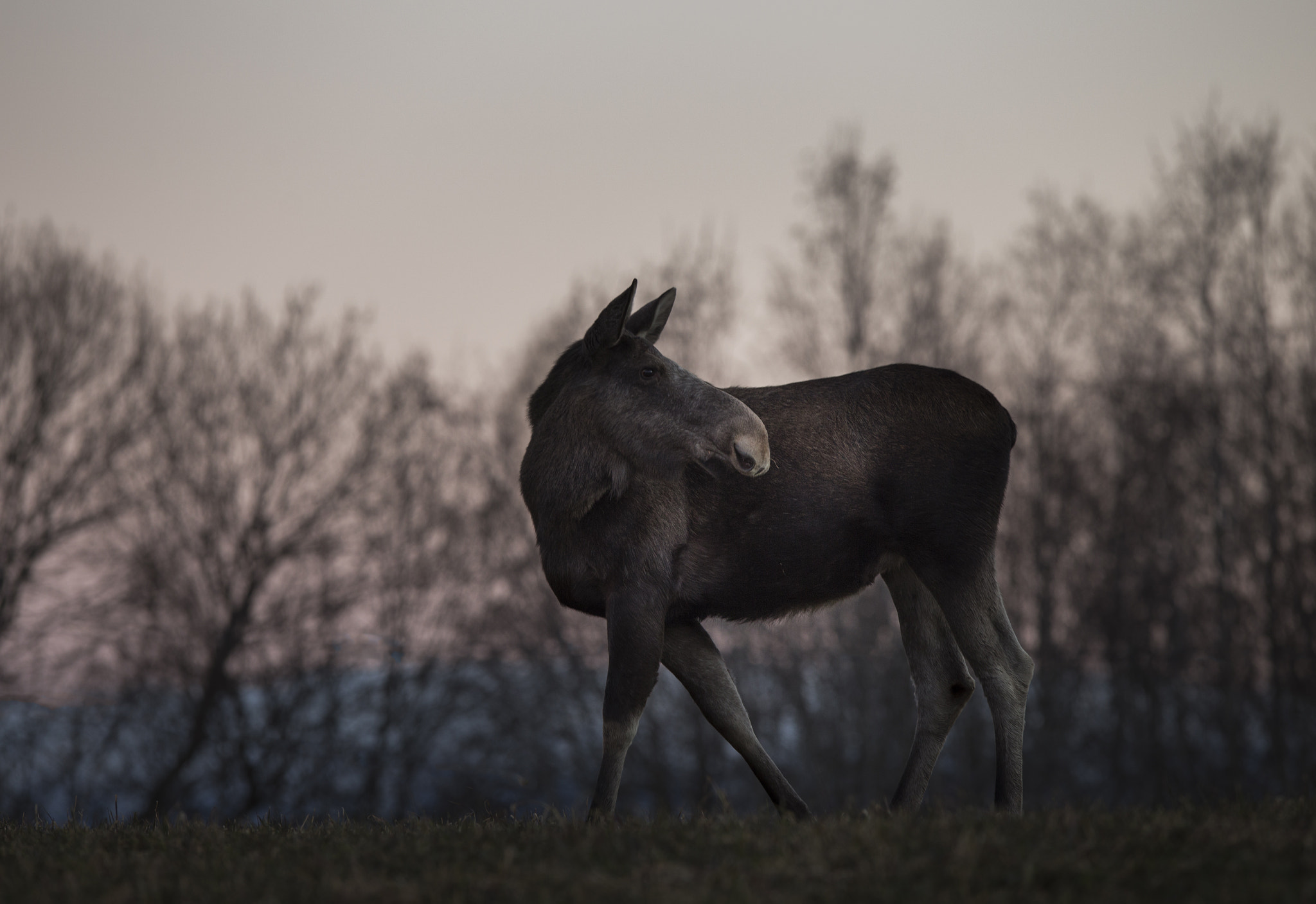 Canon EOS 6D + Canon EF 300mm F2.8L IS USM sample photo. Moose photography