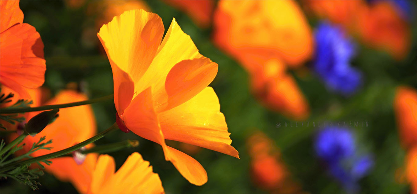 LUMIX G VARIO 45-150/F4.0-5.6 sample photo. Just summer2 photography