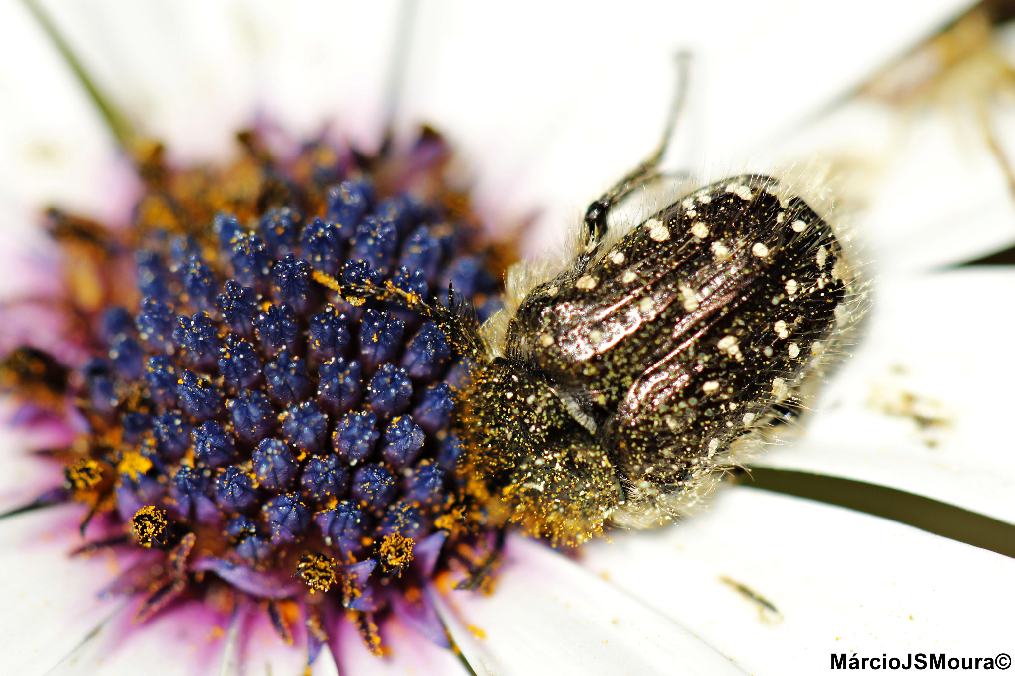 Sigma 24-105mm f/4 DG OS HSM | A sample photo. Pollen photography