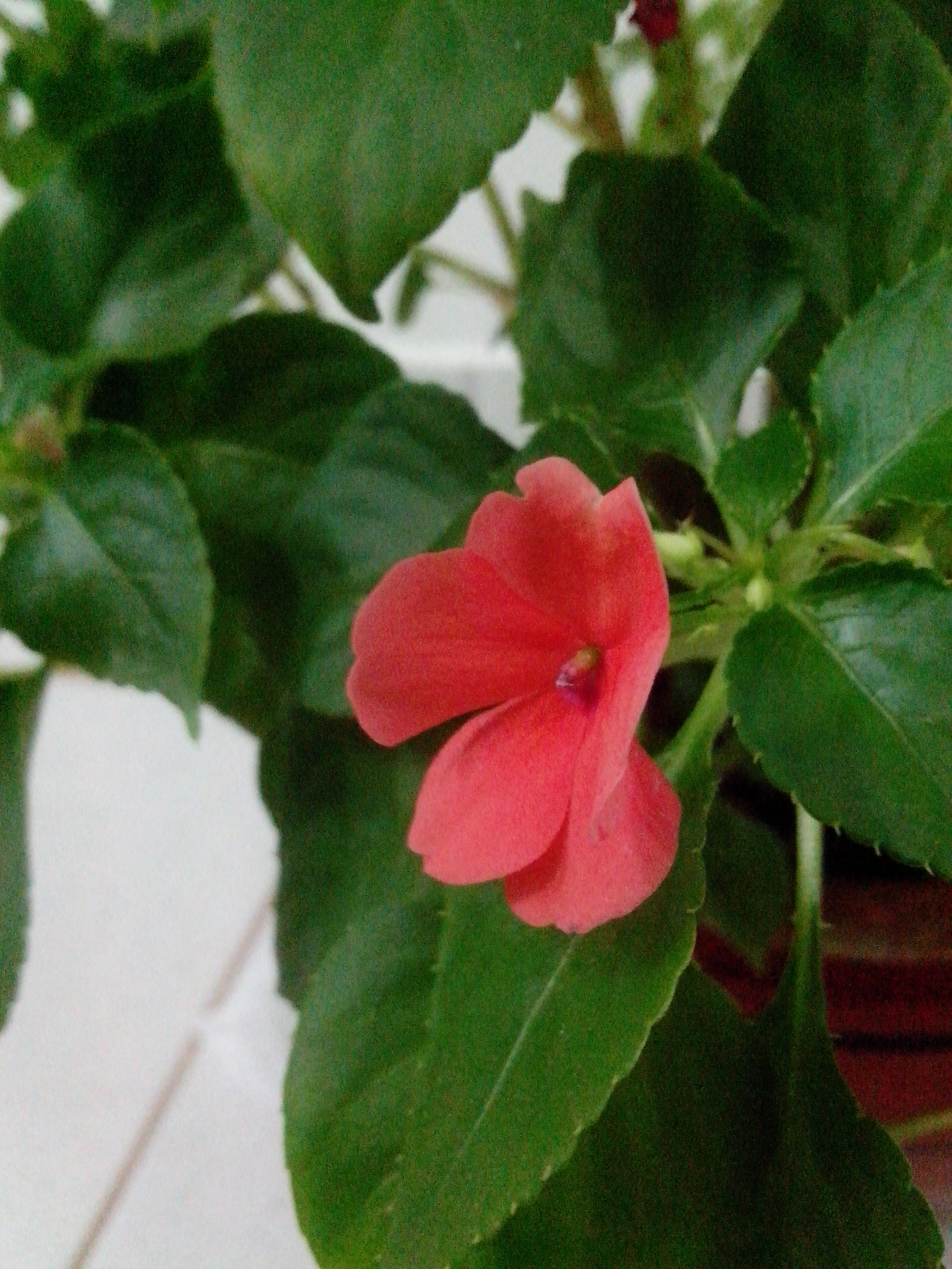 Motorola RAZR D1 sample photo. Flower  photography