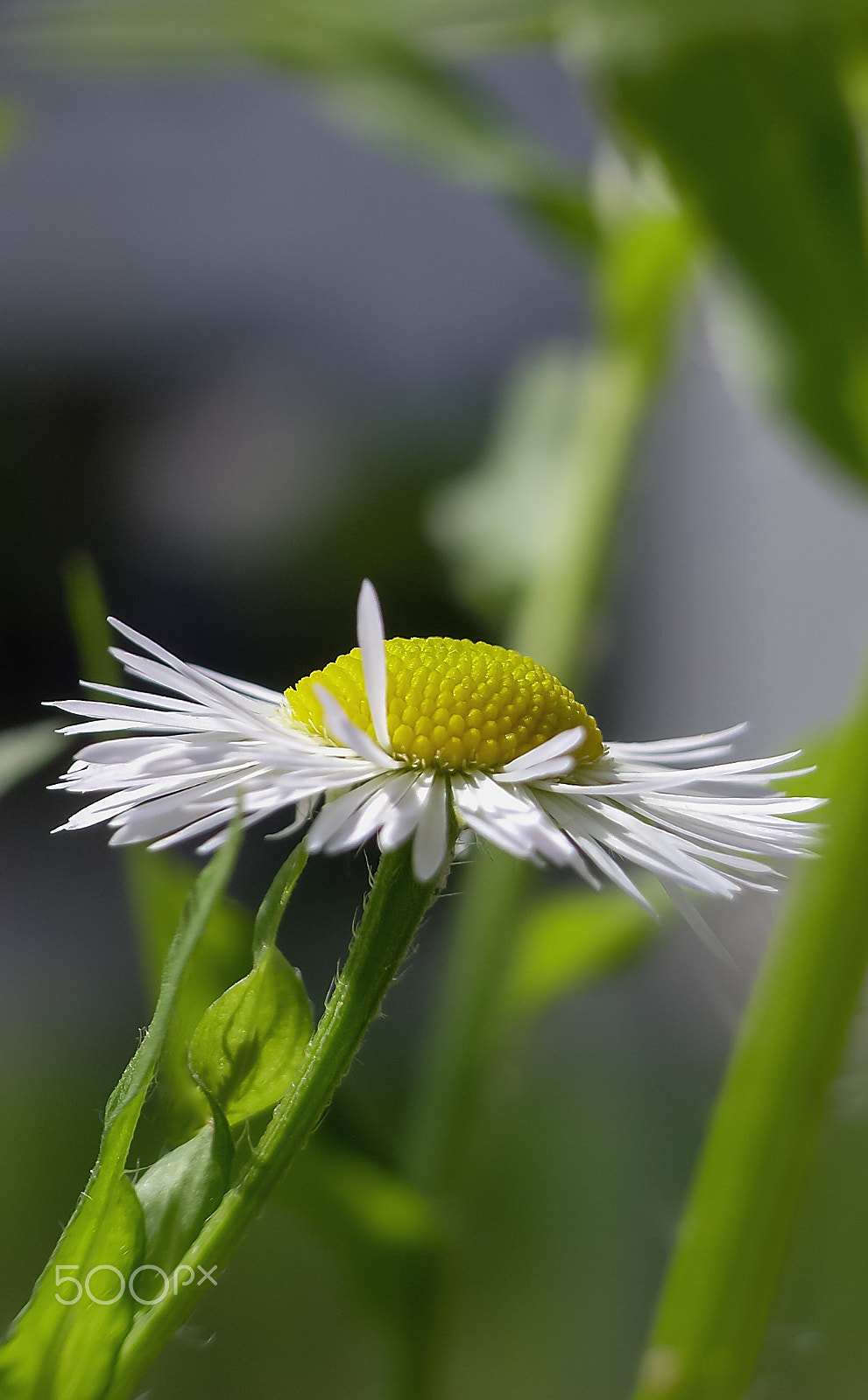 Ricoh Caplio R30 sample photo. Daisy fleabane photography