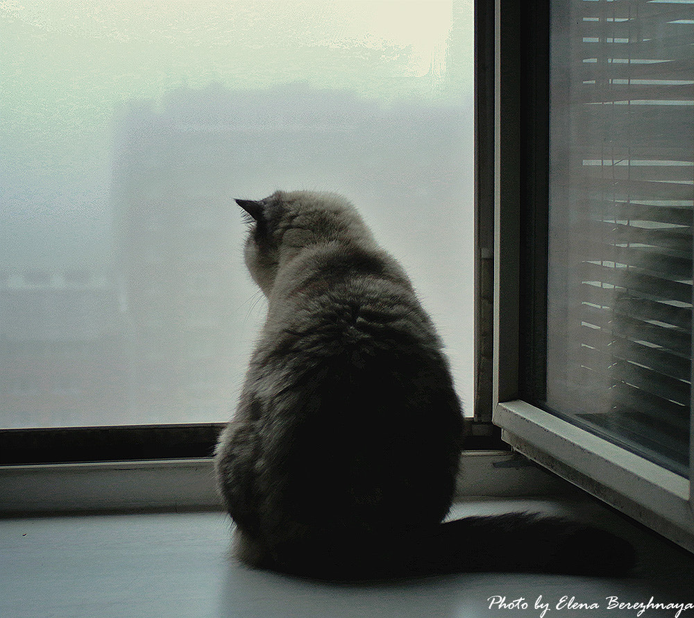 Canon EF 28-90mm f/4-5.6 sample photo. Morning mist photography