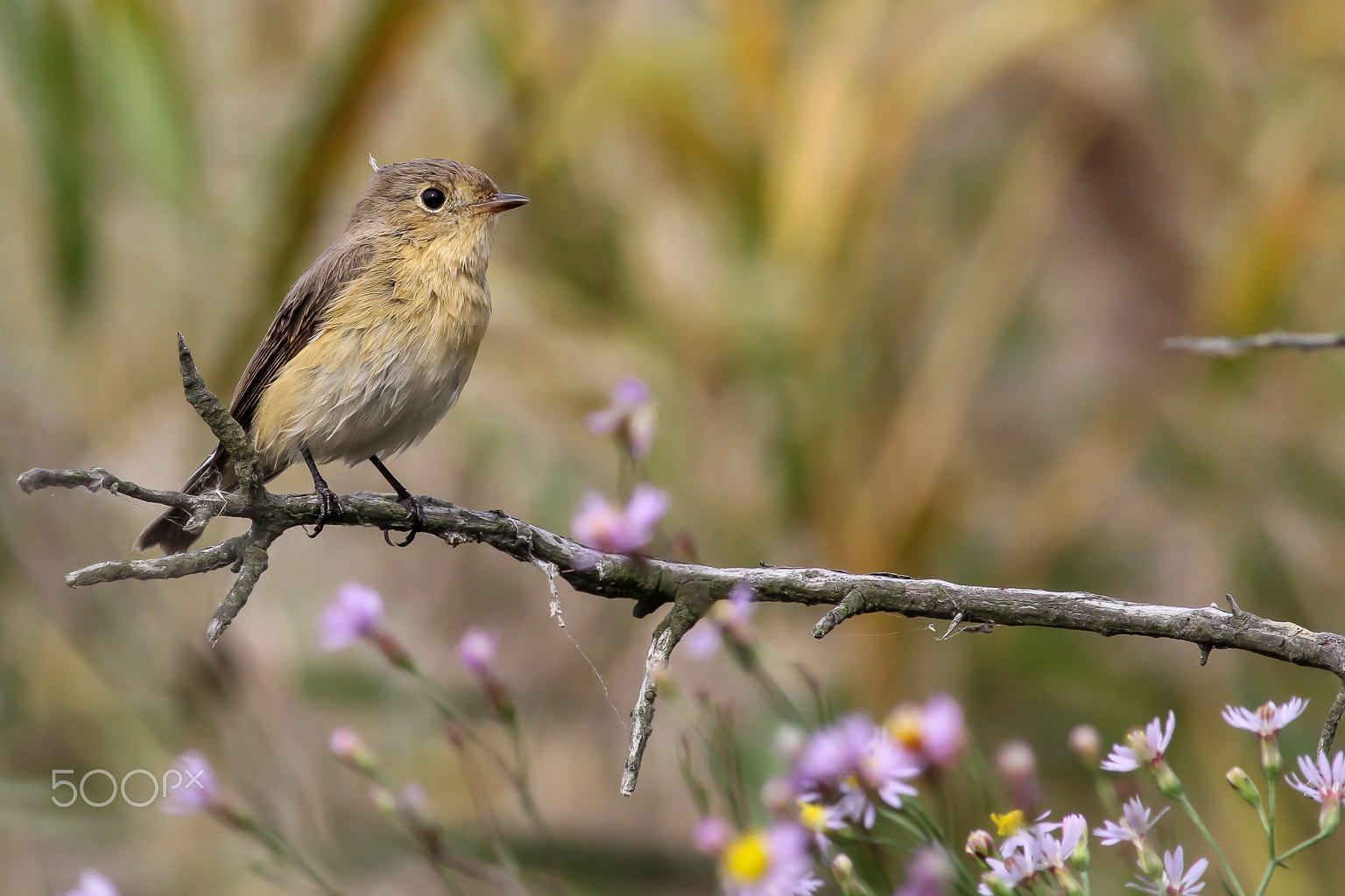 Canon EOS 60D + Canon EF 400mm F5.6L USM sample photo. Légykapó virágokkal / flycatcher with flowers photography