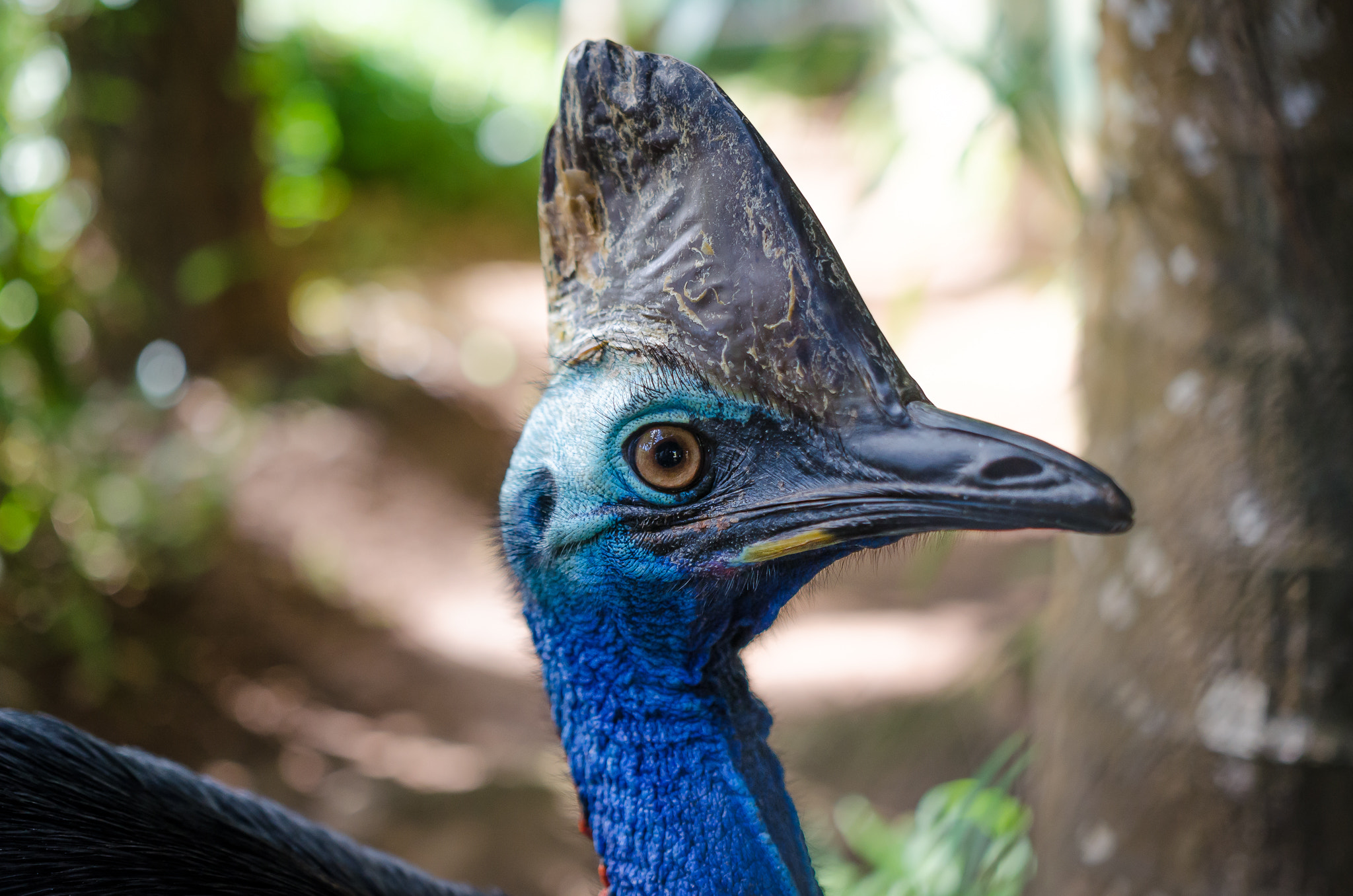 Nikon D5100 + Sigma 18-35mm F1.8 DC HSM Art sample photo. An eye on the cassowary photography