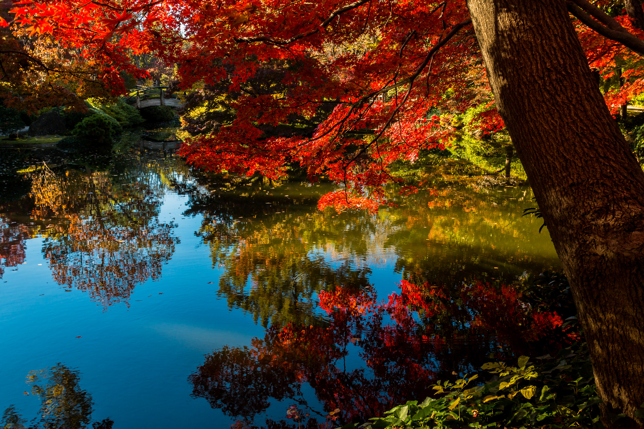 Canon EF 20mm F2.8 USM sample photo. Japanese garden photography