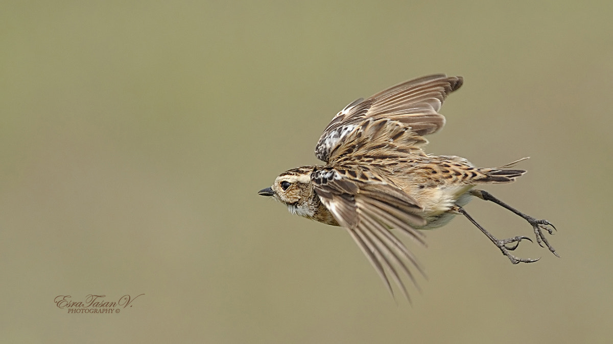 Nikon AF-S Nikkor 600mm F4D ED-IF II sample photo. Whinchat / Çayır taşkuşu... photography