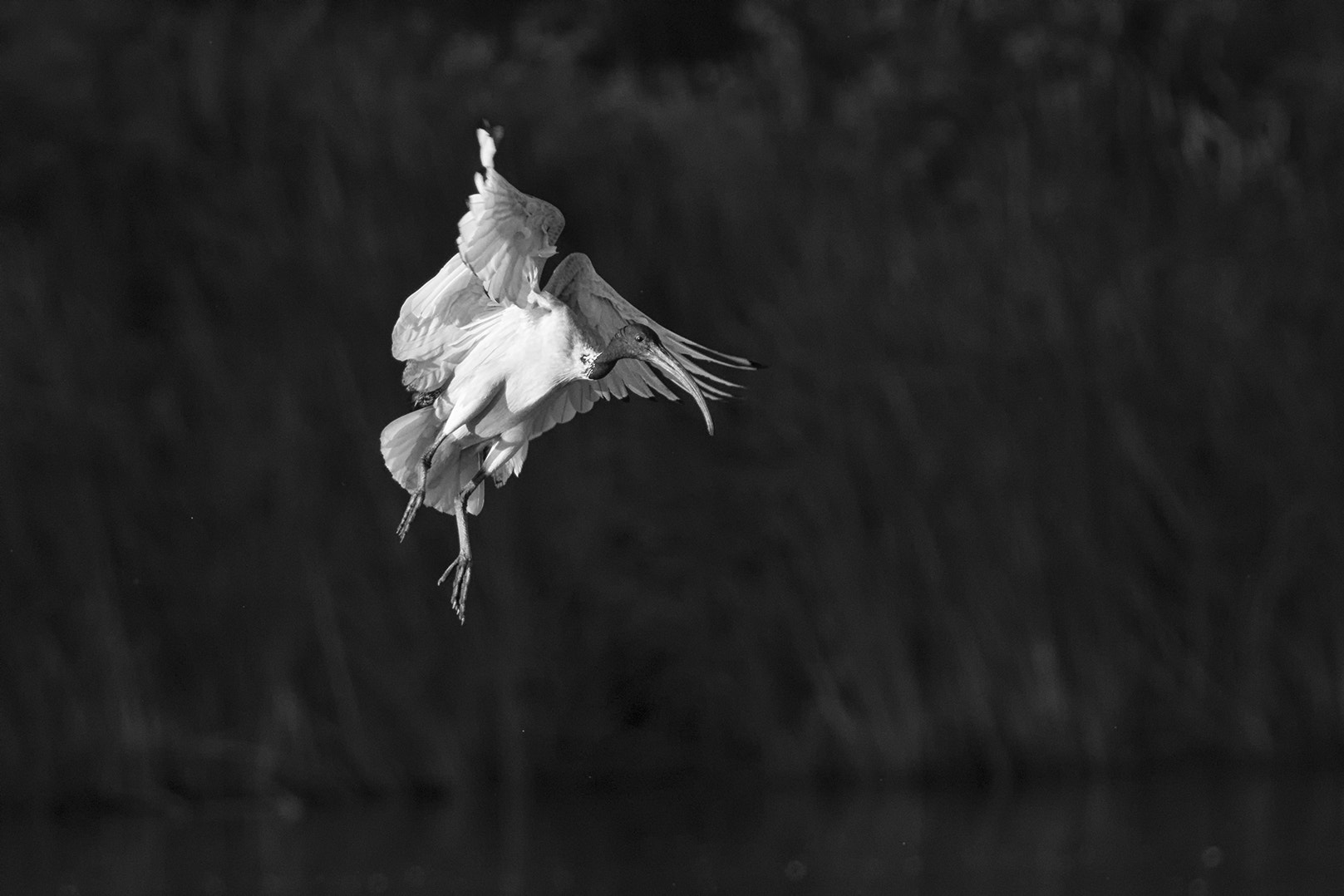 Canon EF 400mm F5.6L USM sample photo. Prepare for landing photography