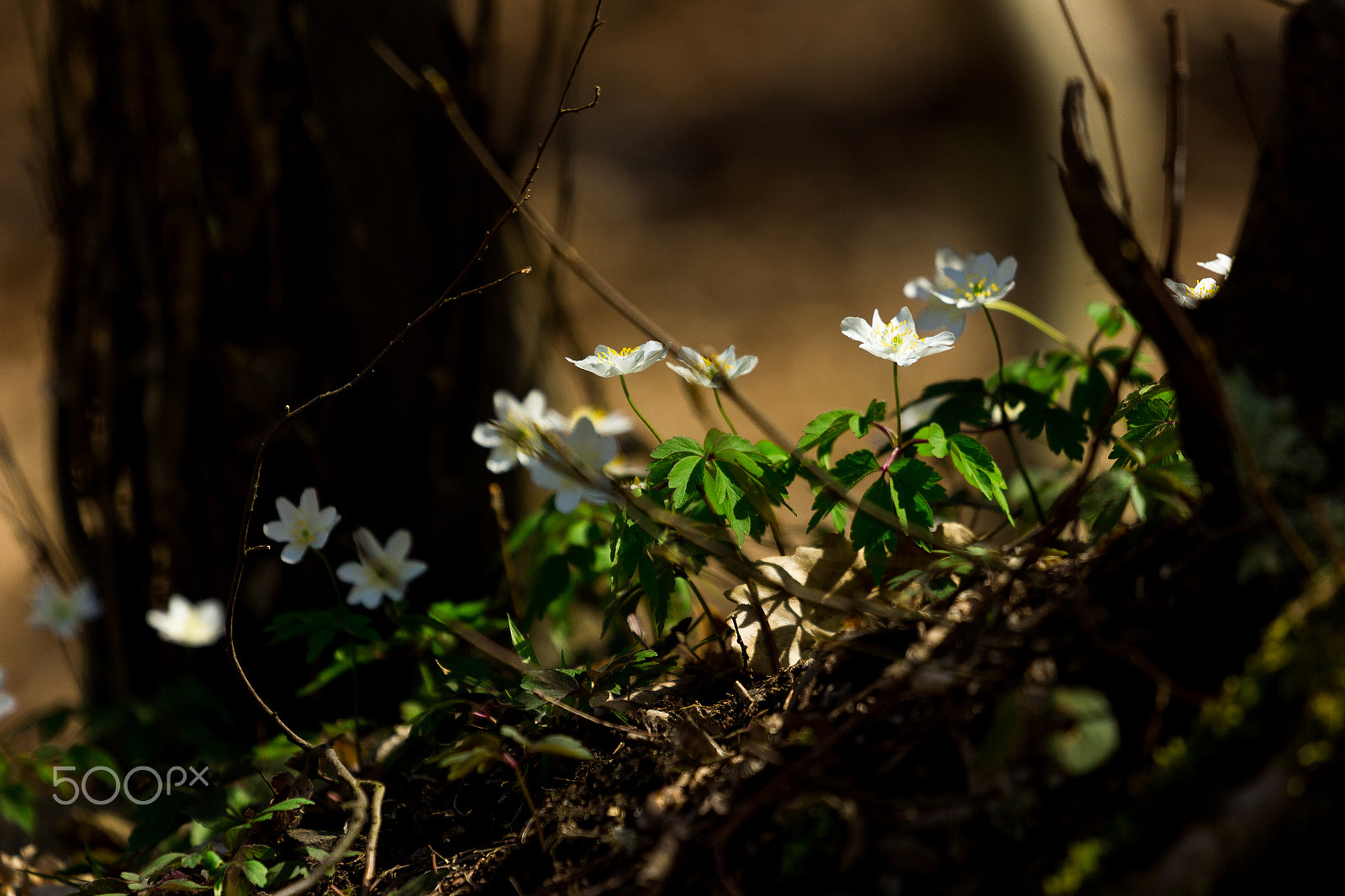Canon EOS 550D (EOS Rebel T2i / EOS Kiss X4) + Canon EF 70-200mm F4L USM sample photo. Nature beauties photography