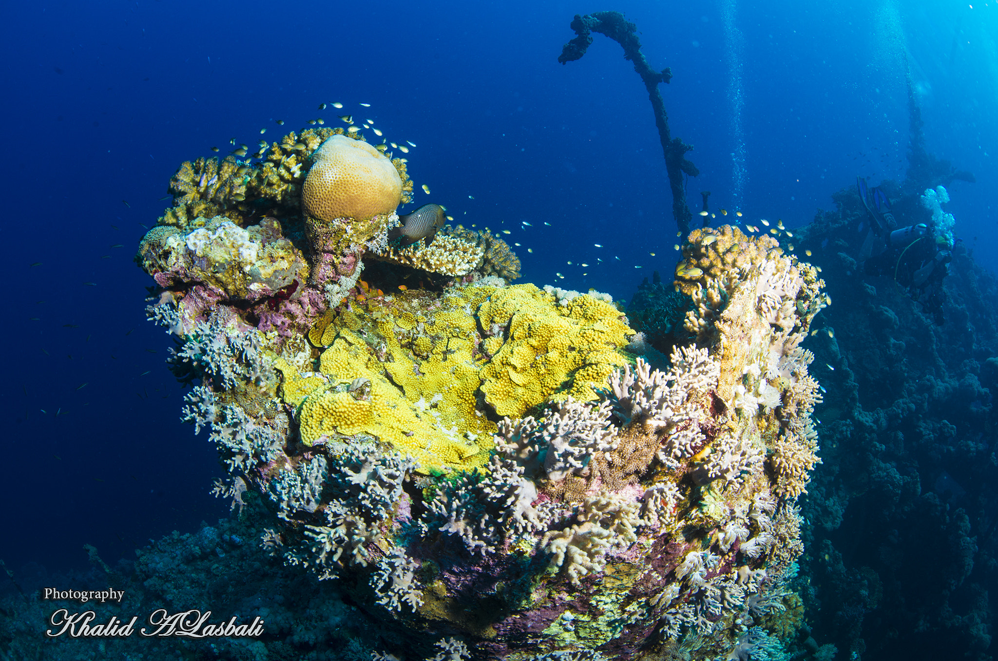 Nikon D800E + Nikon AF Fisheye-Nikkor 16mm F2.8D sample photo. Coral reefs photography