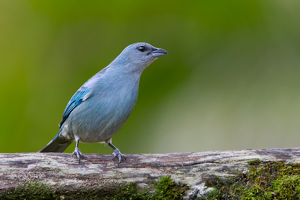 Canon EF 300mm F2.8L IS USM sample photo. Tangara cyanoptera photography