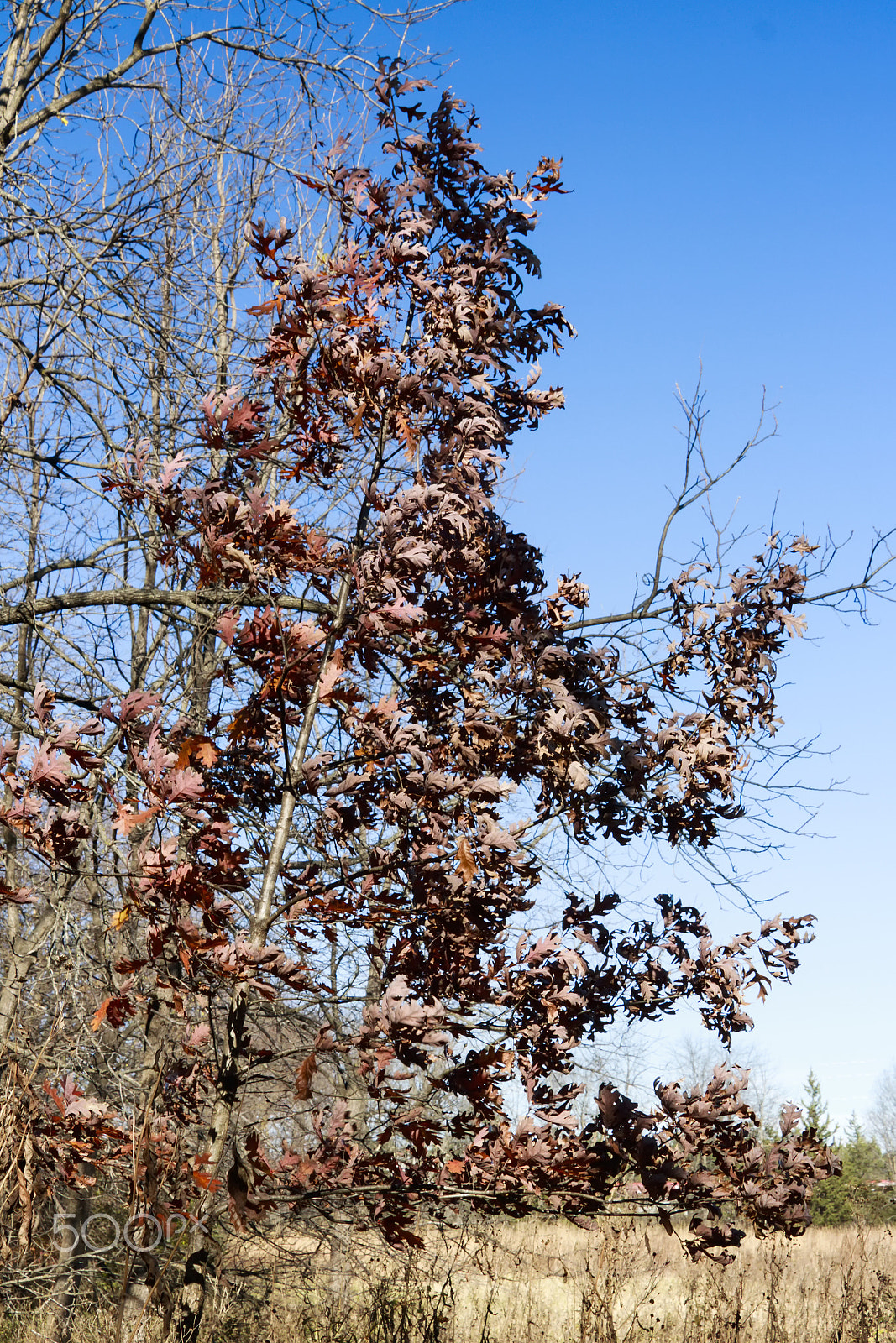 Canon EOS 760D (EOS Rebel T6s / EOS 8000D) sample photo. Burgundy at the edge photography