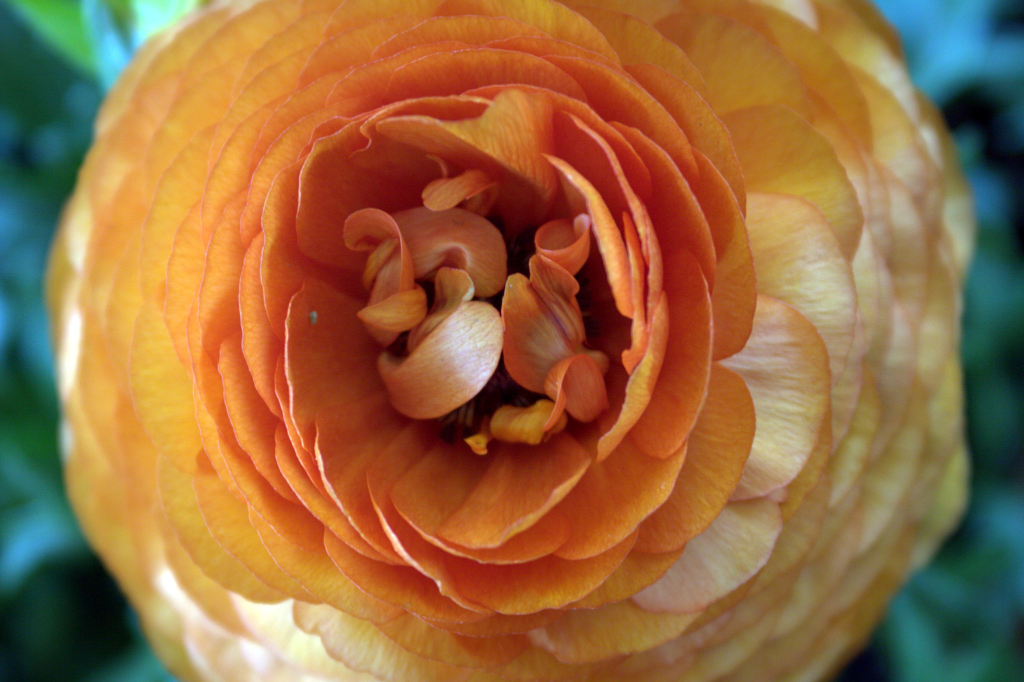 Canon EF 28-90mm f/4-5.6 sample photo. Cr photography