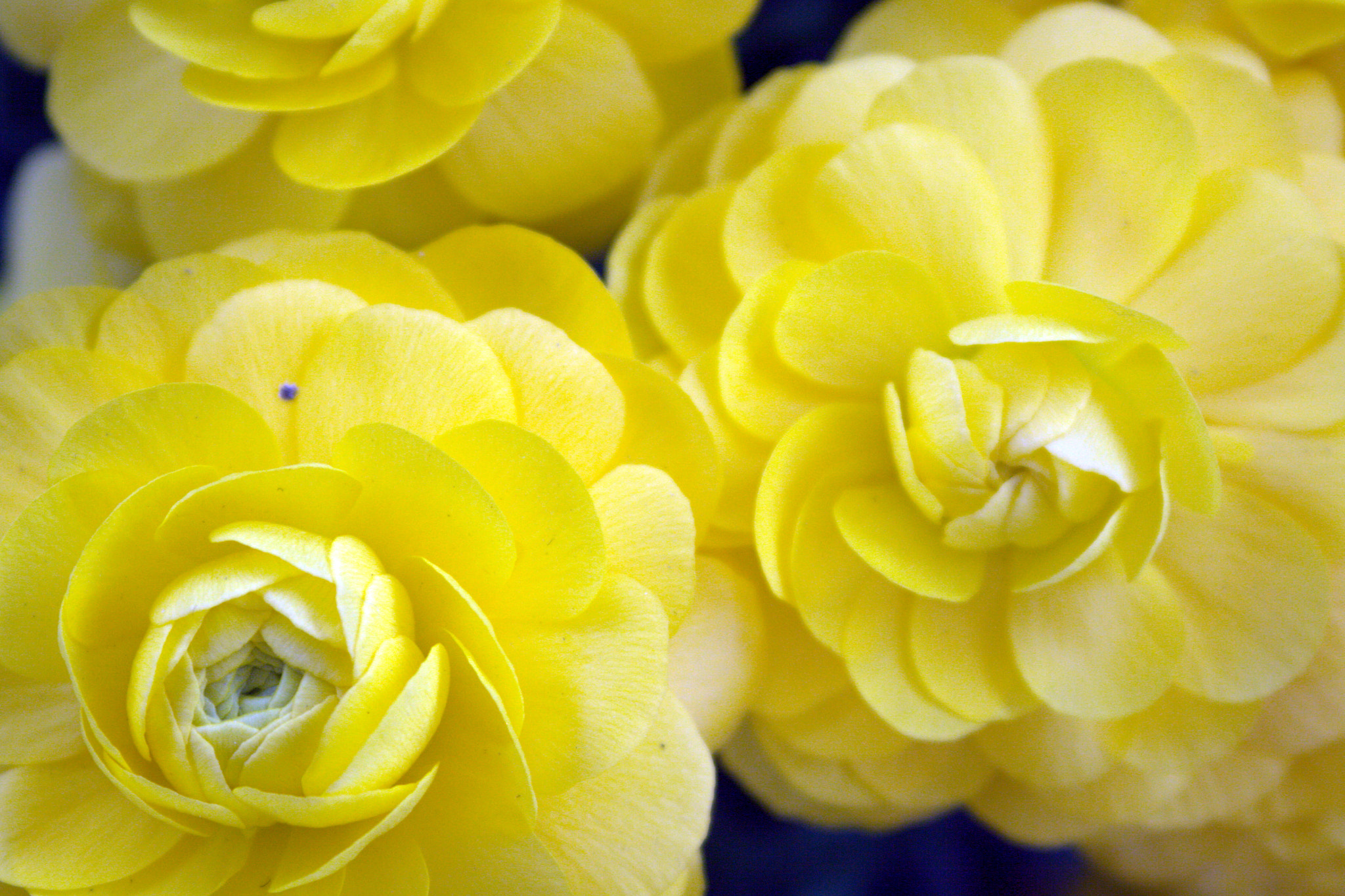 Canon EF 28-90mm f/4-5.6 sample photo. Cr photography