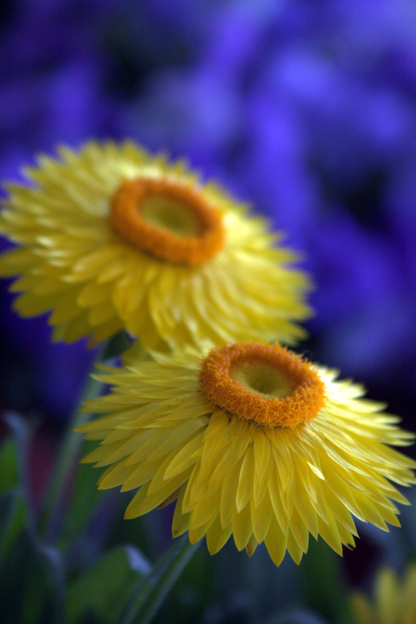 Canon EF 28-90mm f/4-5.6 sample photo. Cr photography