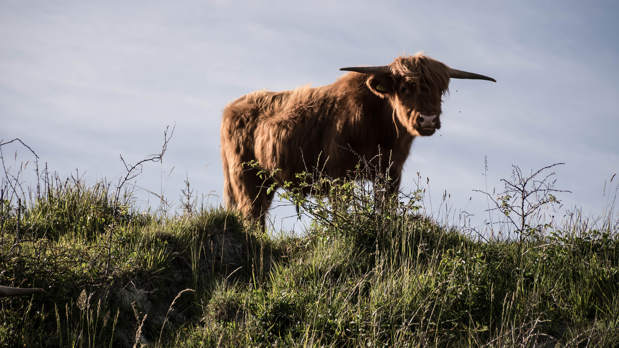 Panasonic Lumix DMC-G3 + Panasonic Lumix G Vario 45-200mm F4-5.6 OIS sample photo. Dramatic bull photography