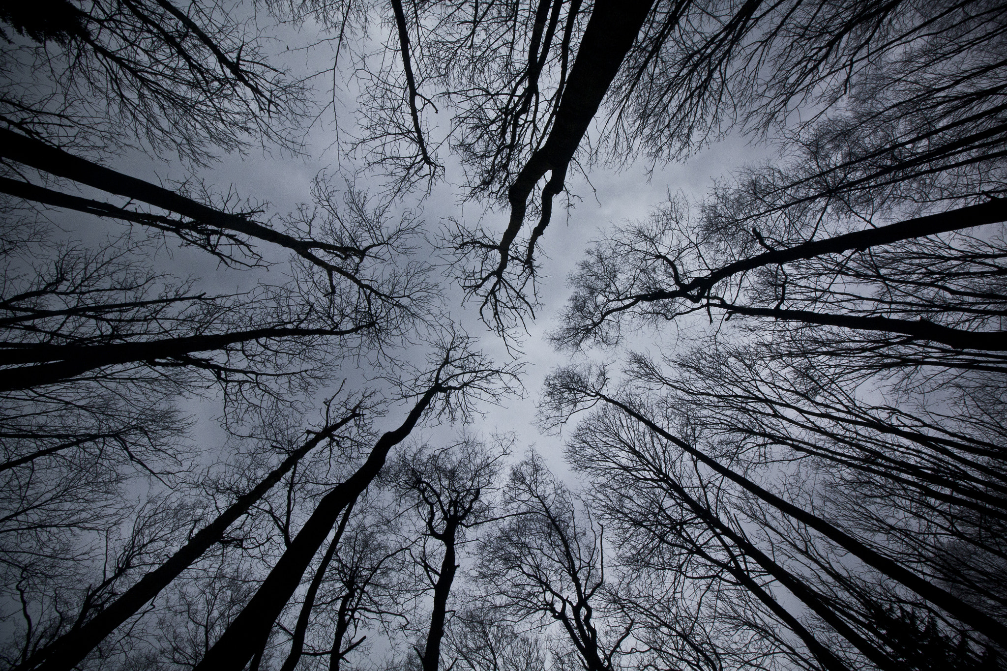 Canon EF-S 10-18mm F4.5–5.6 IS STM sample photo. Trees above my head photography