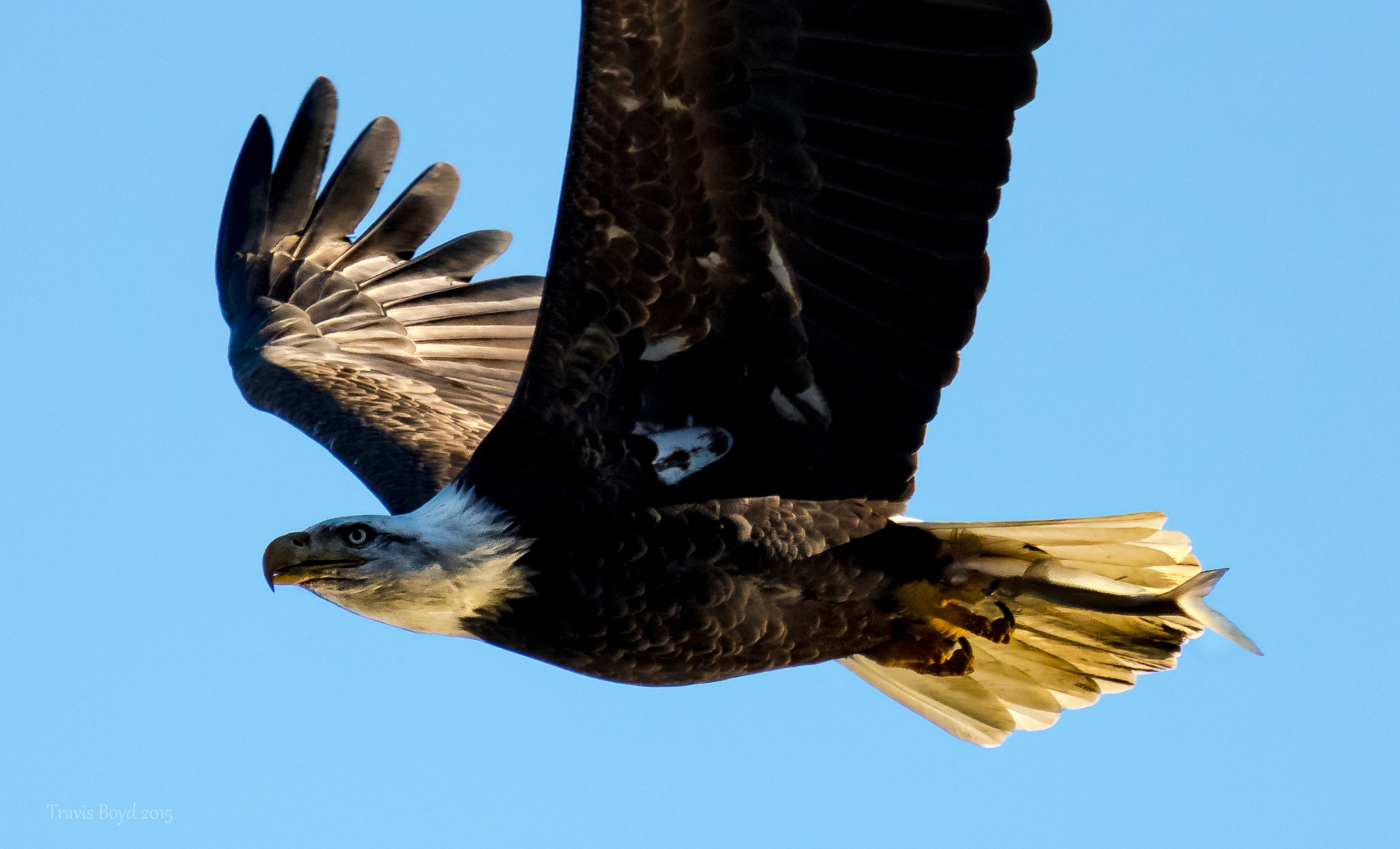 Canon EF 100-400mm F4.5-5.6L IS USM sample photo. Flyby with fish photography